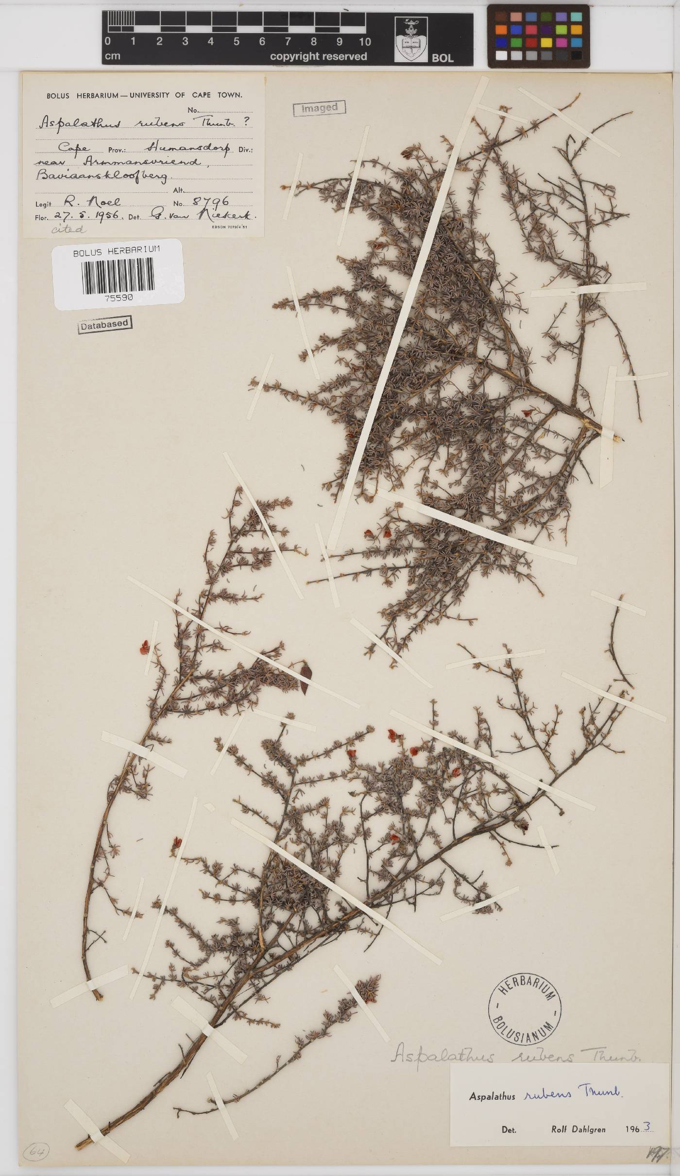 Aspalathus rubens image