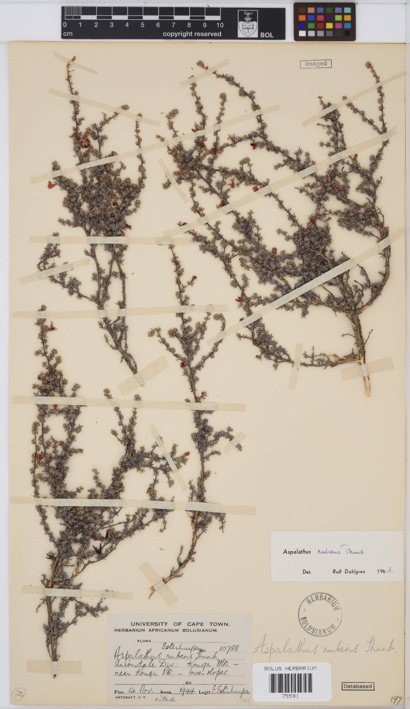 Aspalathus rubens image