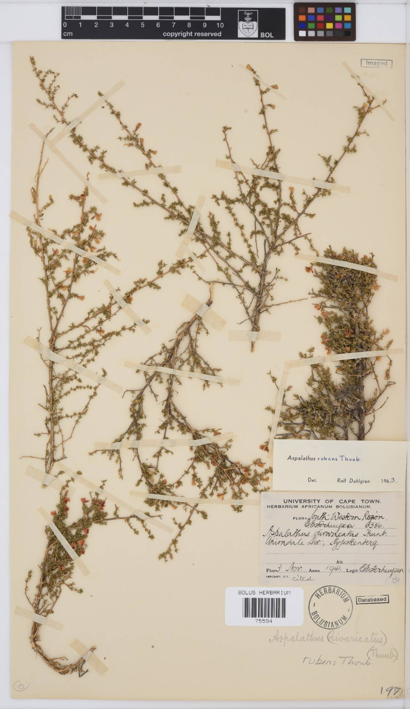 Aspalathus rubens image