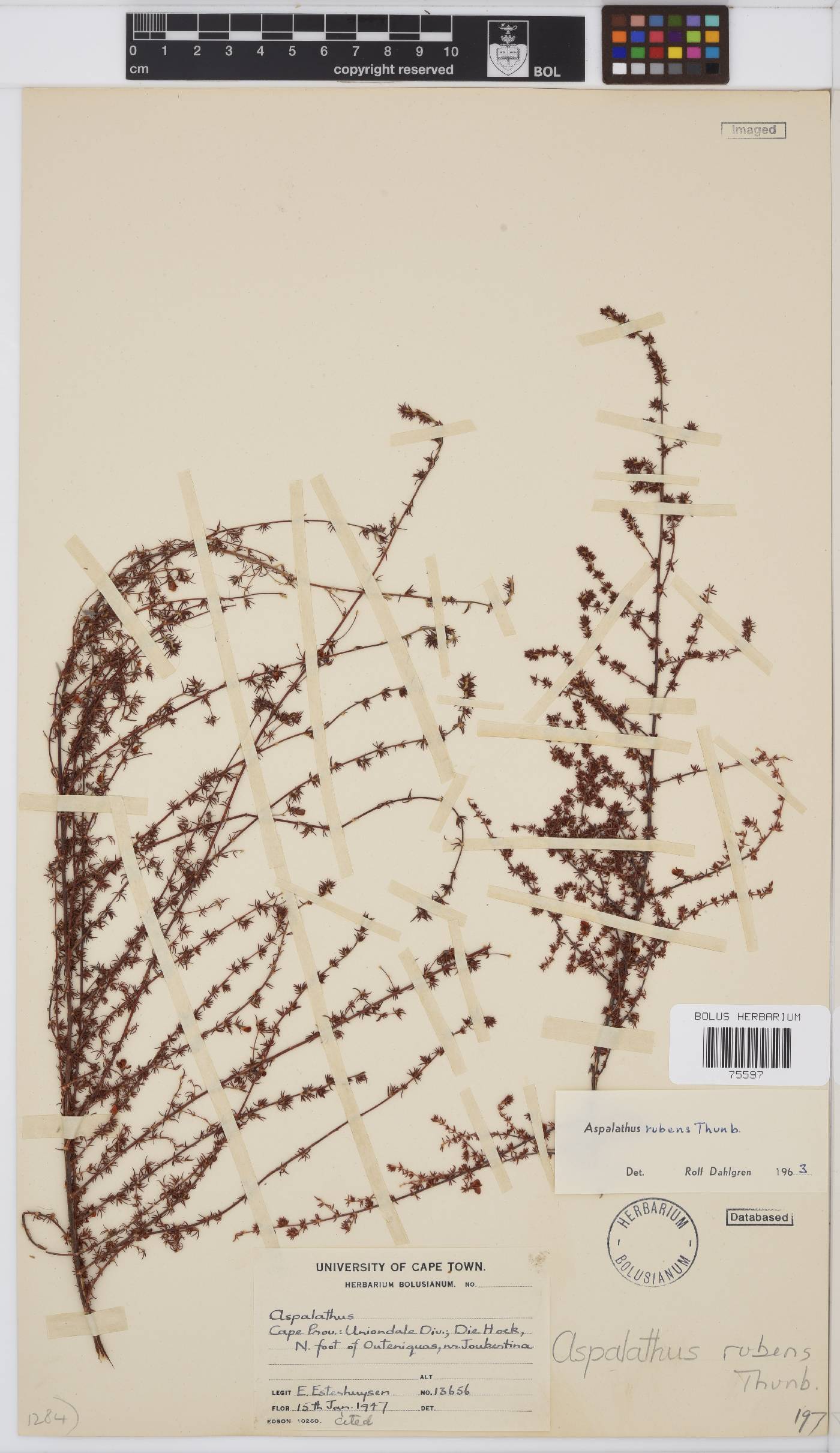 Aspalathus rubens image