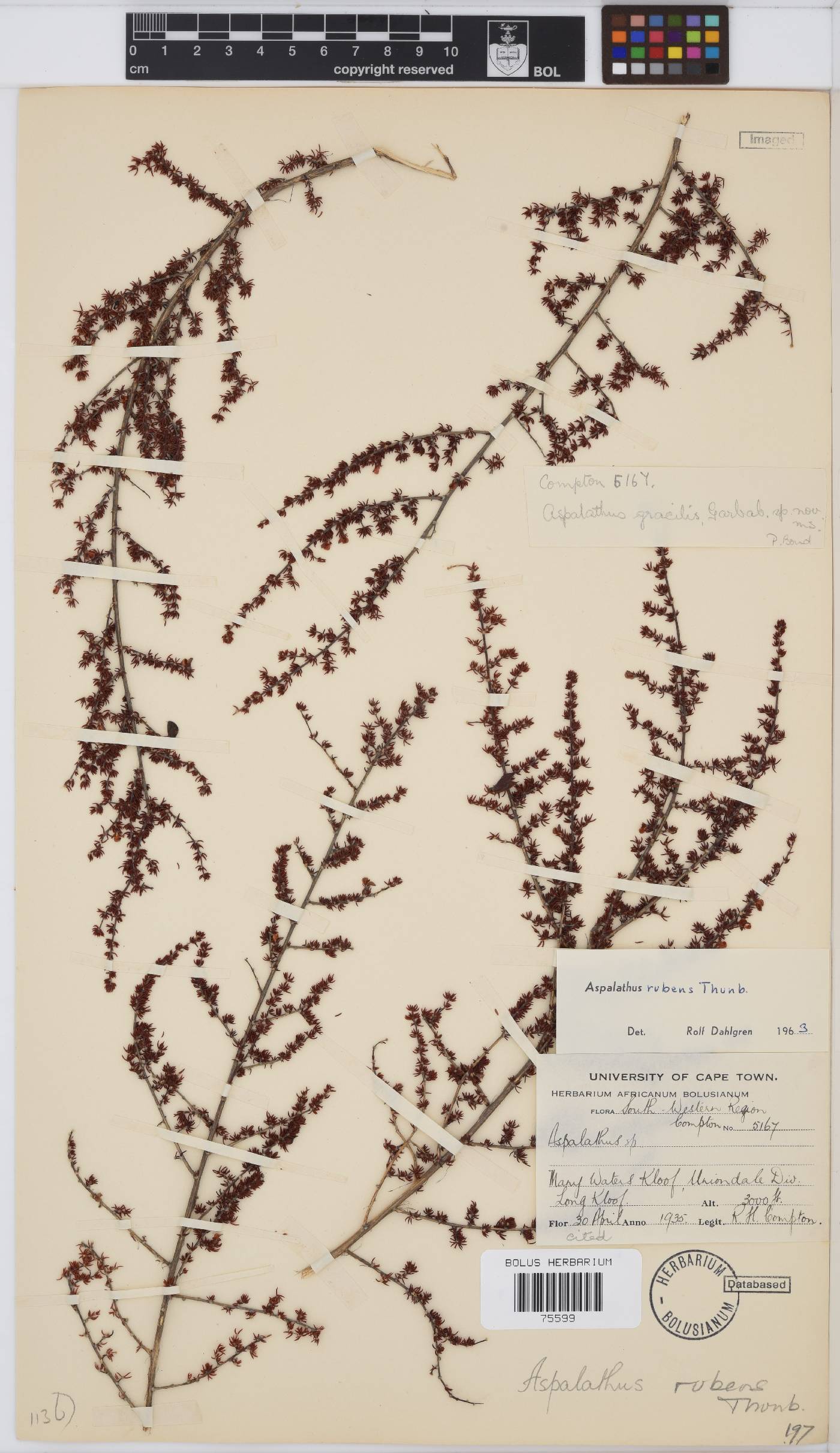 Aspalathus rubens image