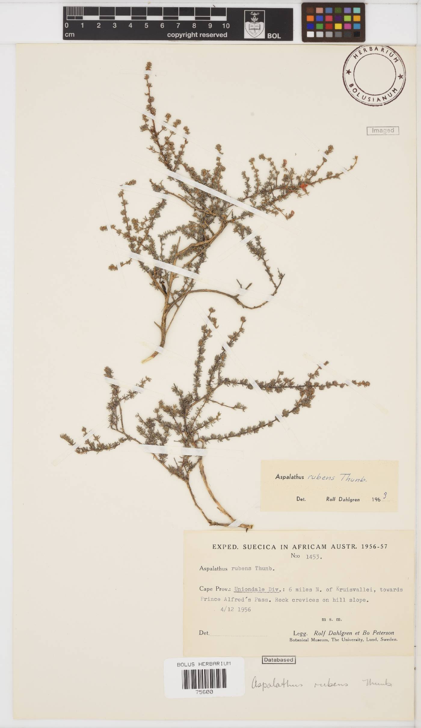 Aspalathus rubens image