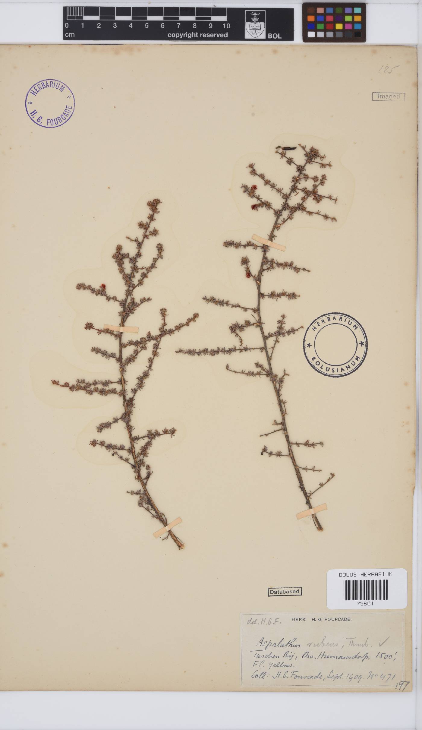 Aspalathus rubens image