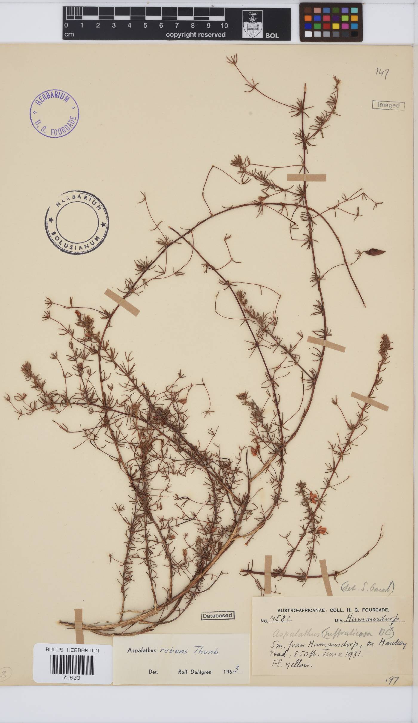 Aspalathus rubens image