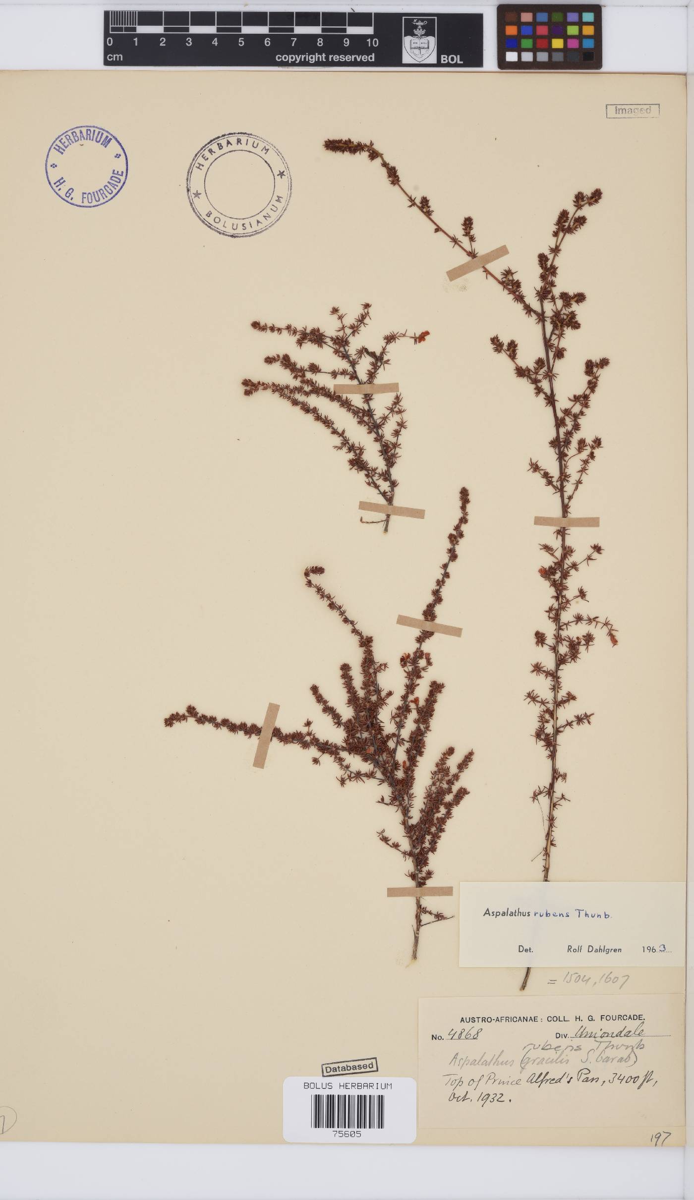 Aspalathus rubens image