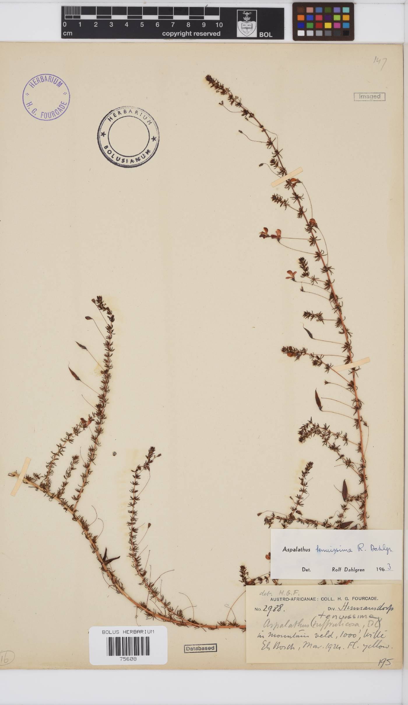 Aspalathus tenuissima image