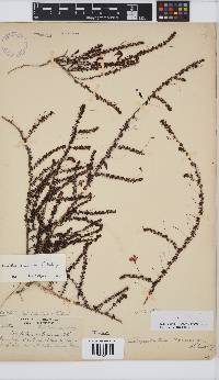 Aspalathus tenuissima image
