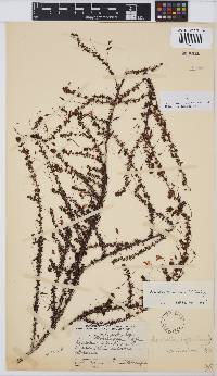 Aspalathus tenuissima image