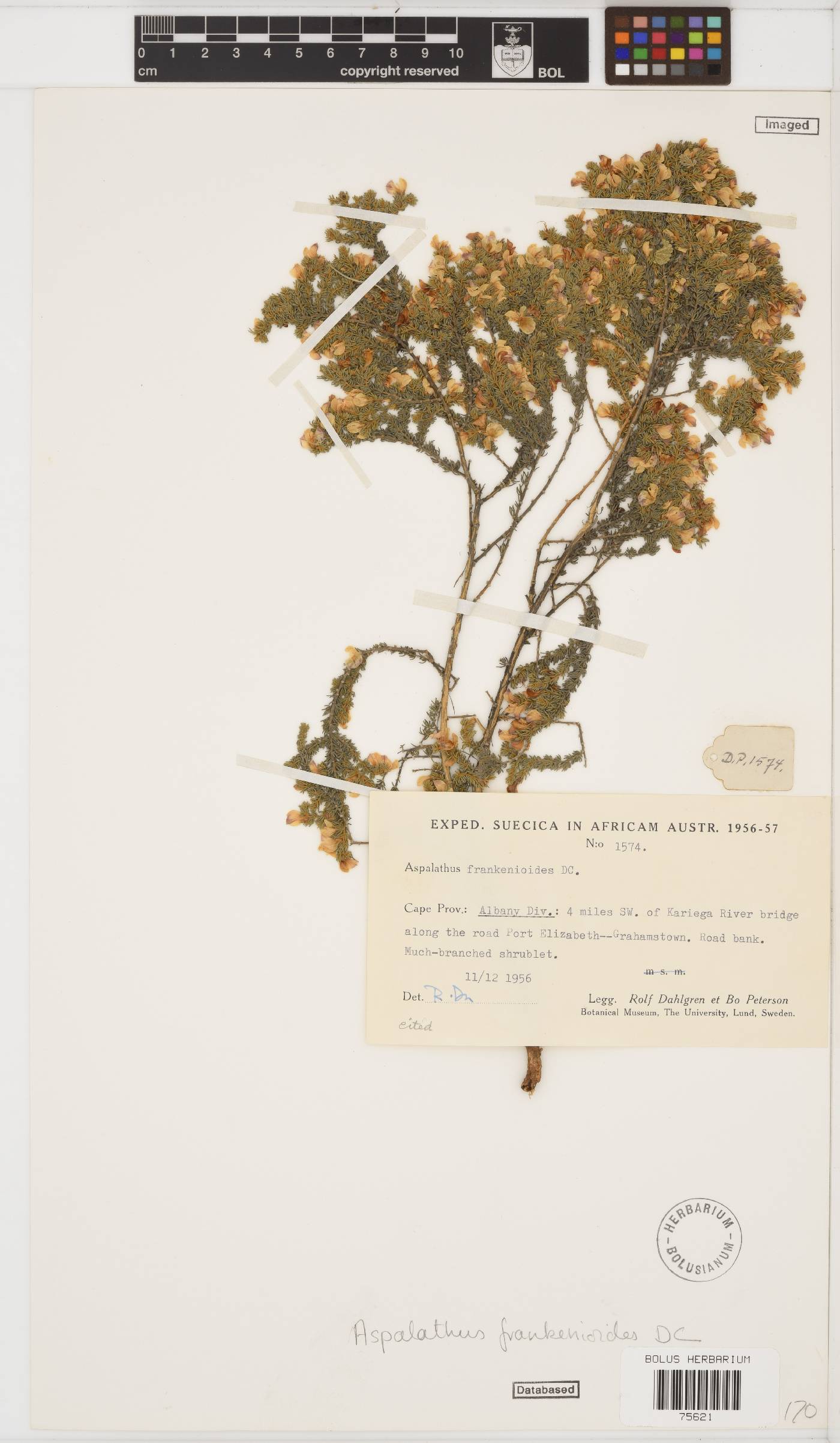 Aspalathus frankenioides image