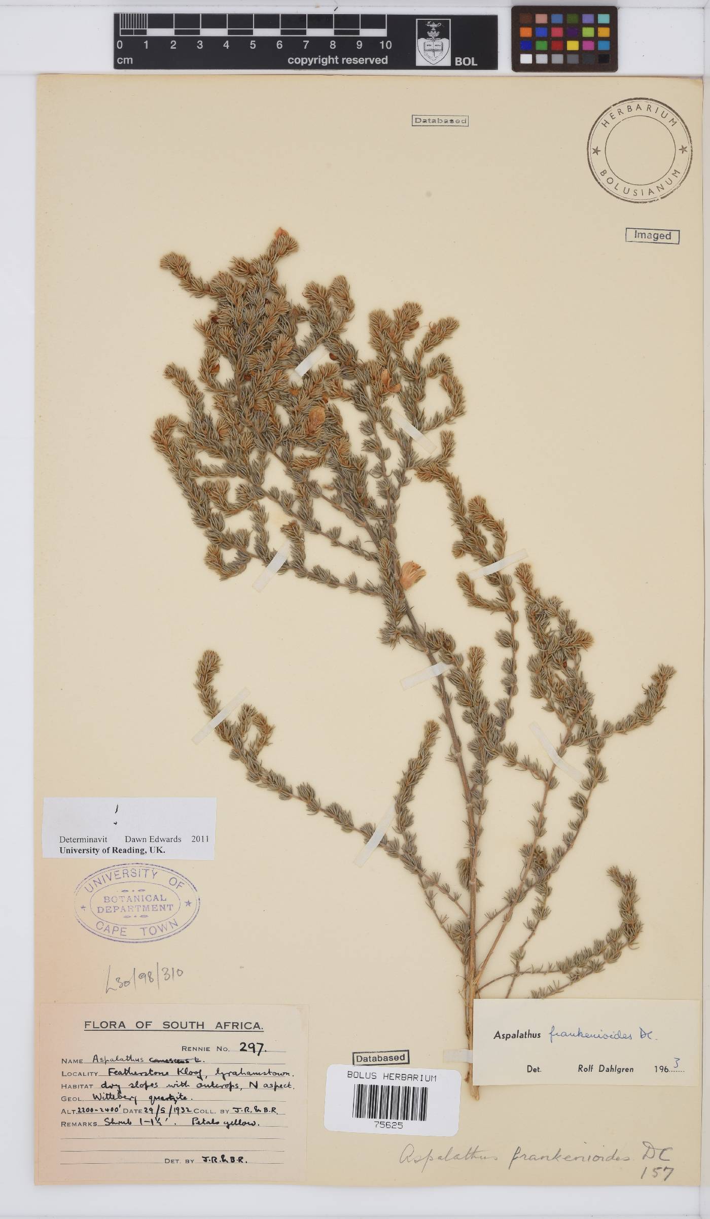 Aspalathus frankenioides image