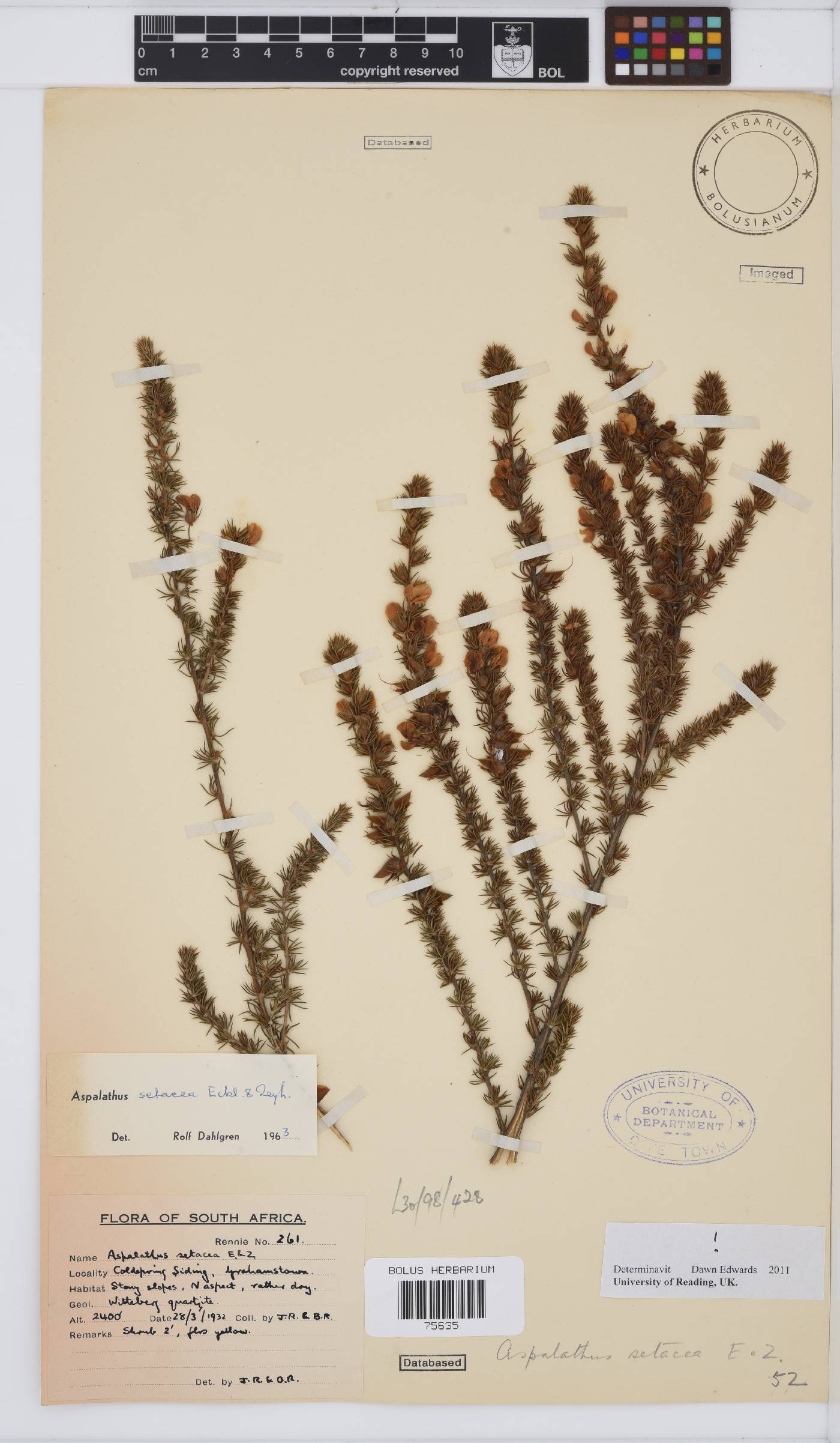 Aspalathus setacea image