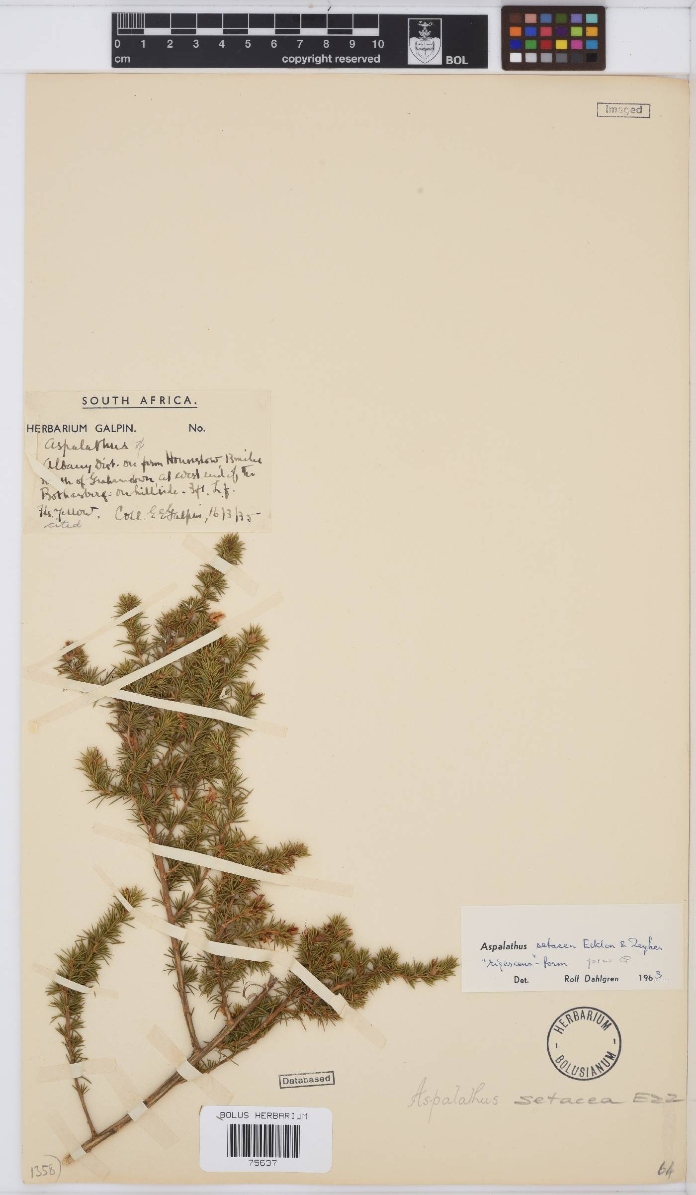 Aspalathus setacea image