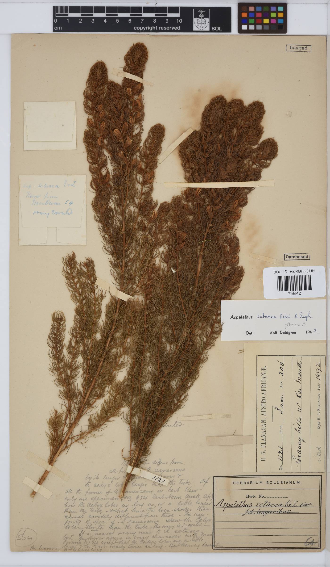 Aspalathus setacea image