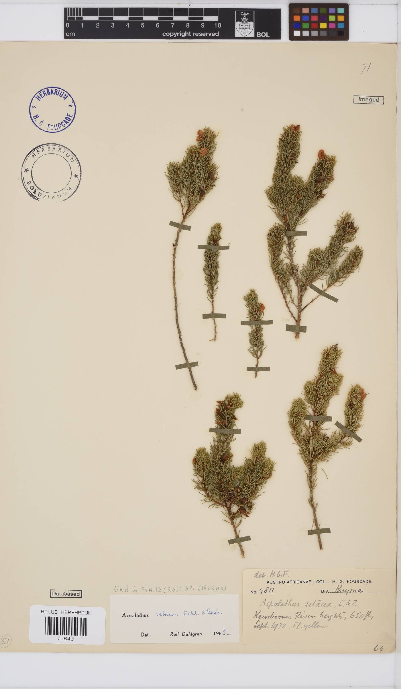 Aspalathus setacea image
