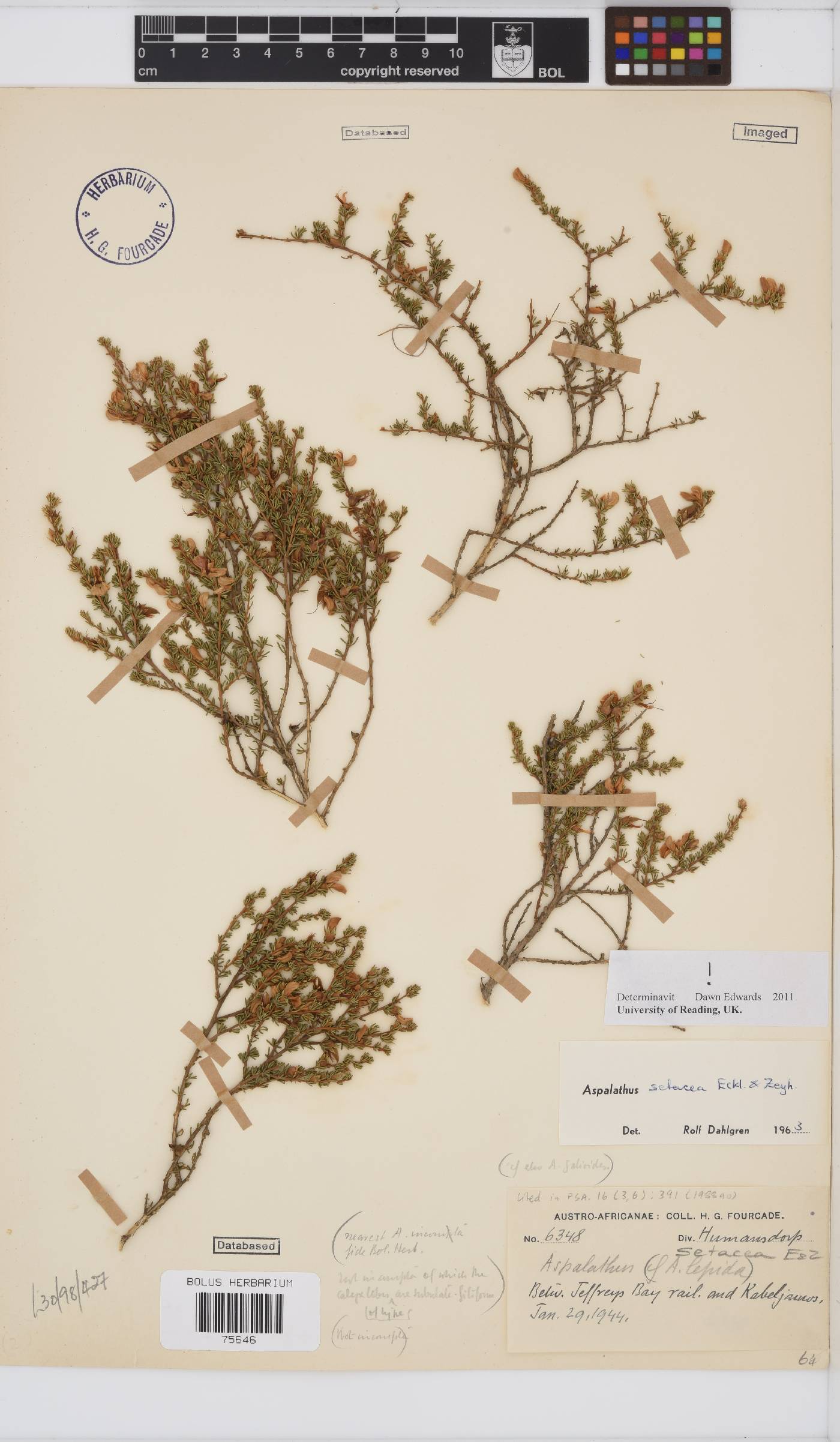 Aspalathus setacea image