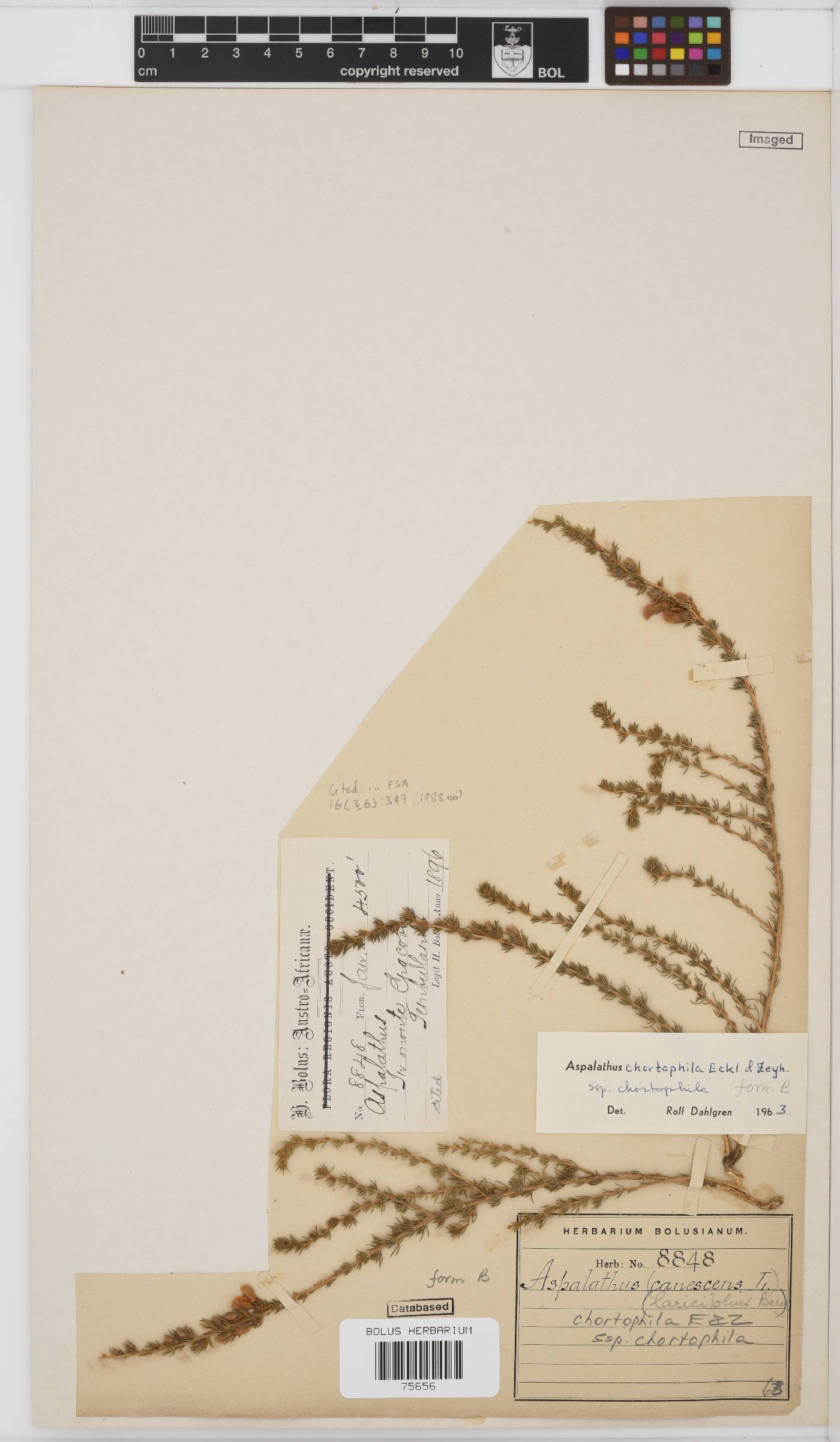 Aspalathus chortophila image