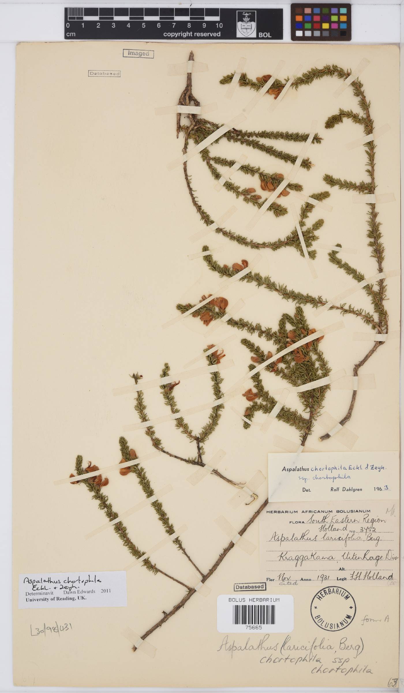 Aspalathus chortophila image