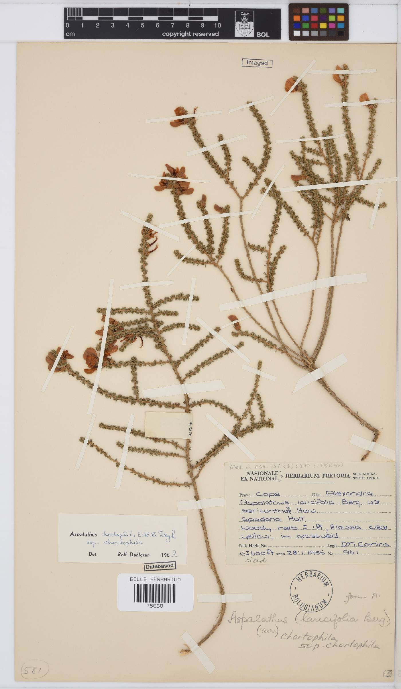 Aspalathus chortophila image