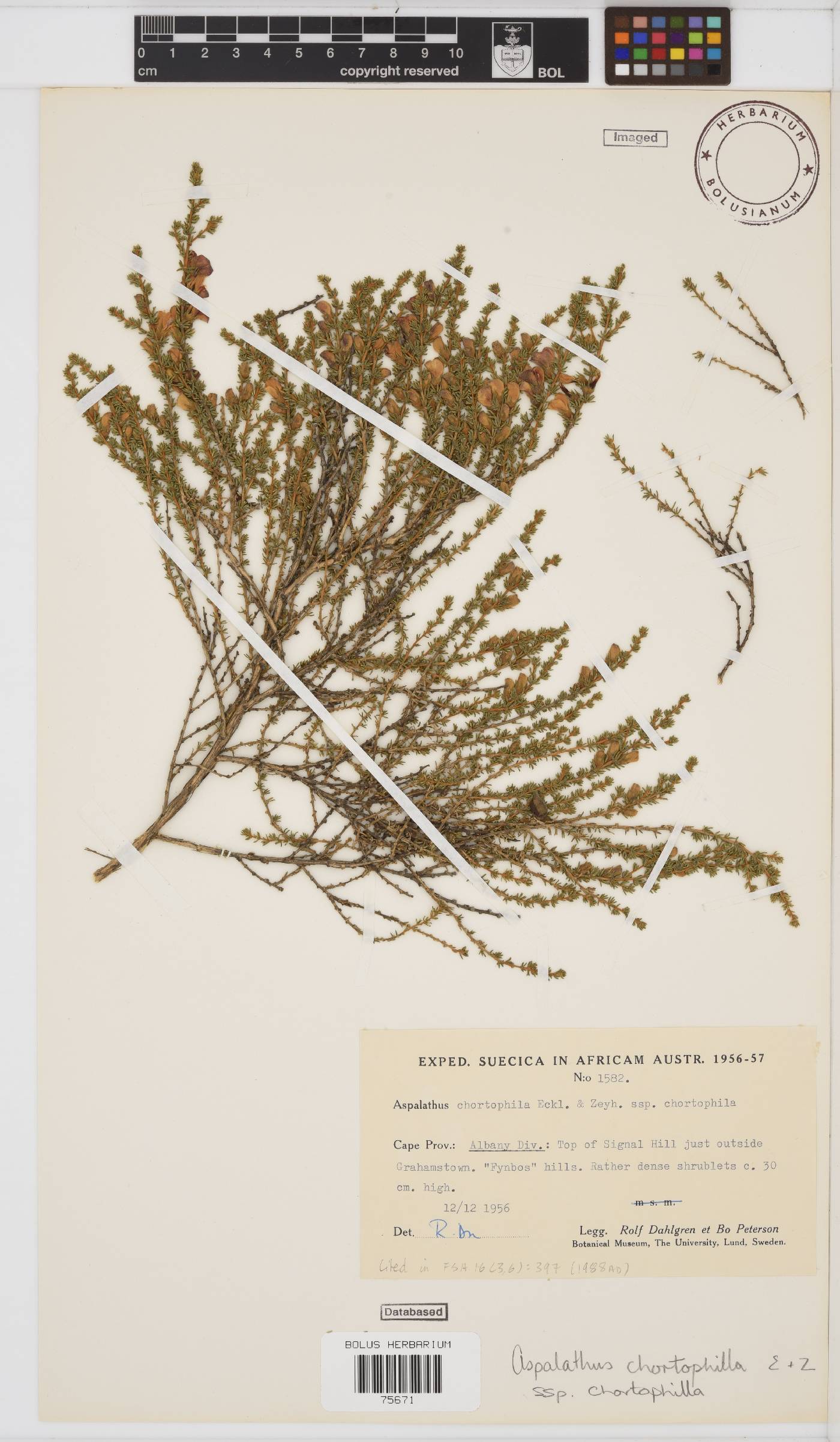 Aspalathus chortophila image