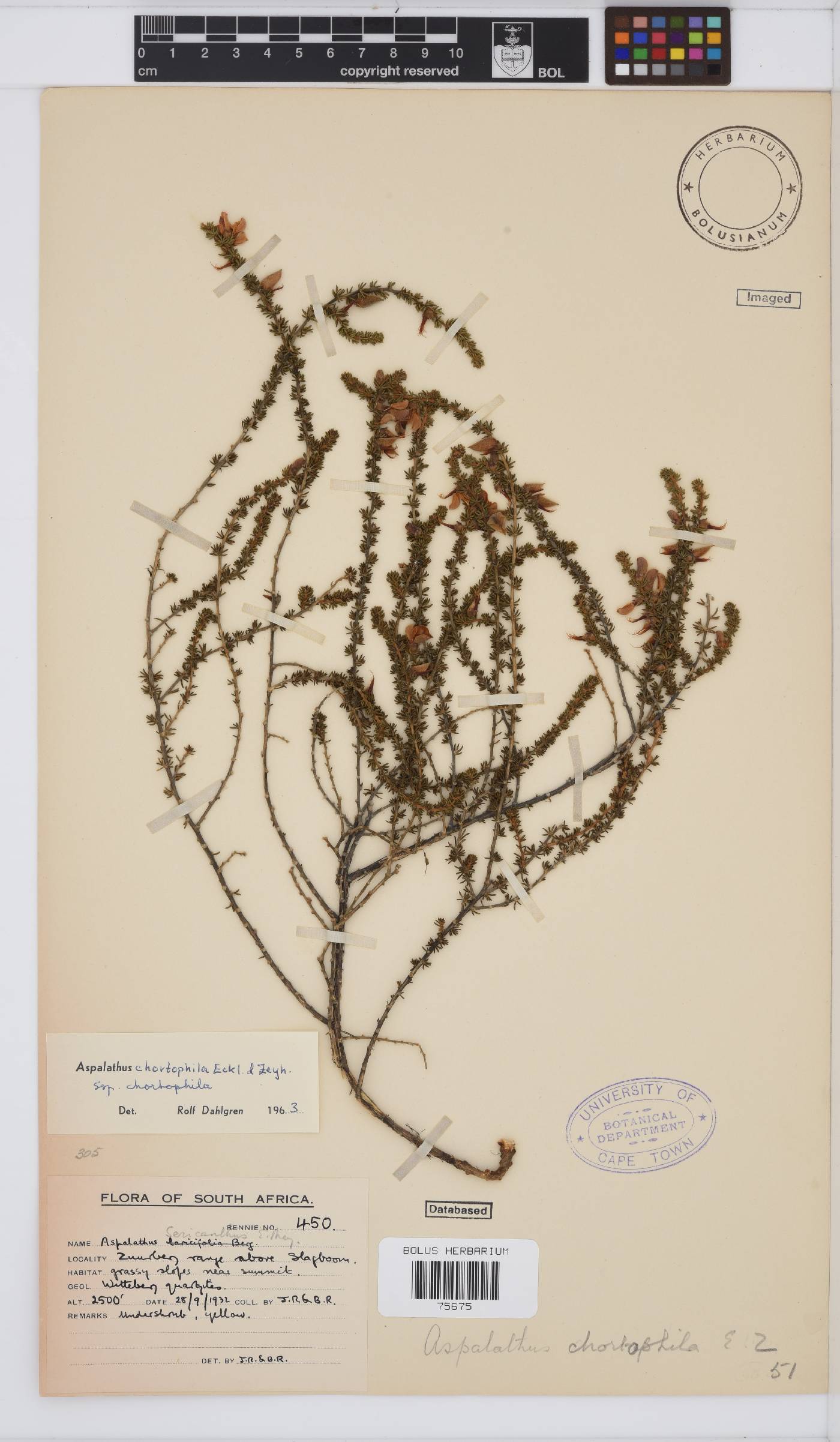Aspalathus chortophila image
