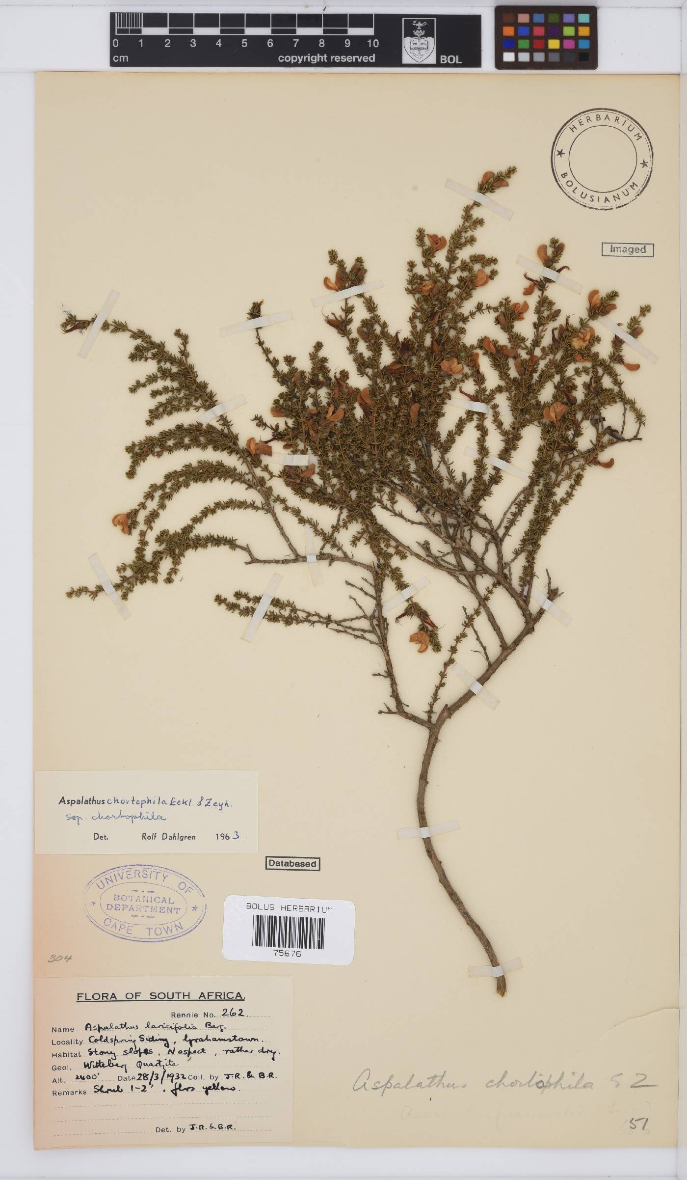Aspalathus chortophila image