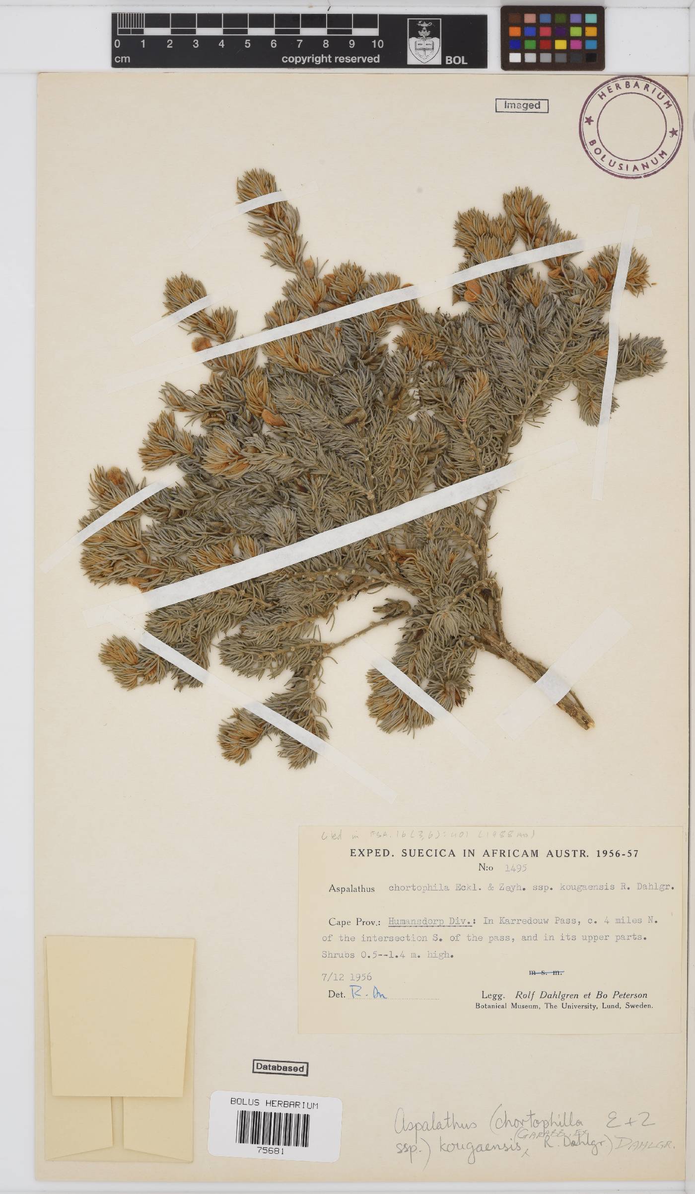 Aspalathus kougaensis image