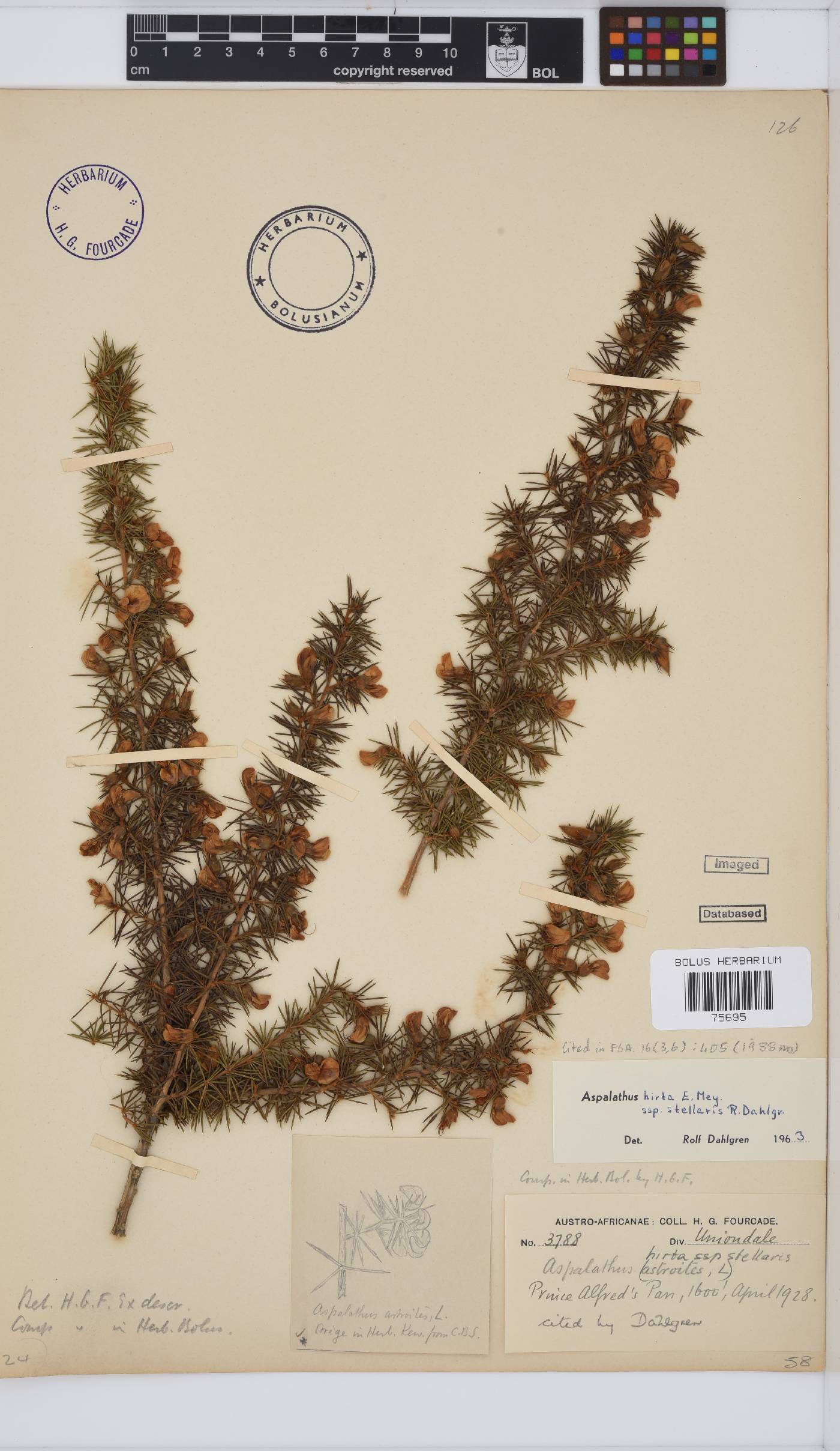 Aspalathus hirta subsp. stellaris image