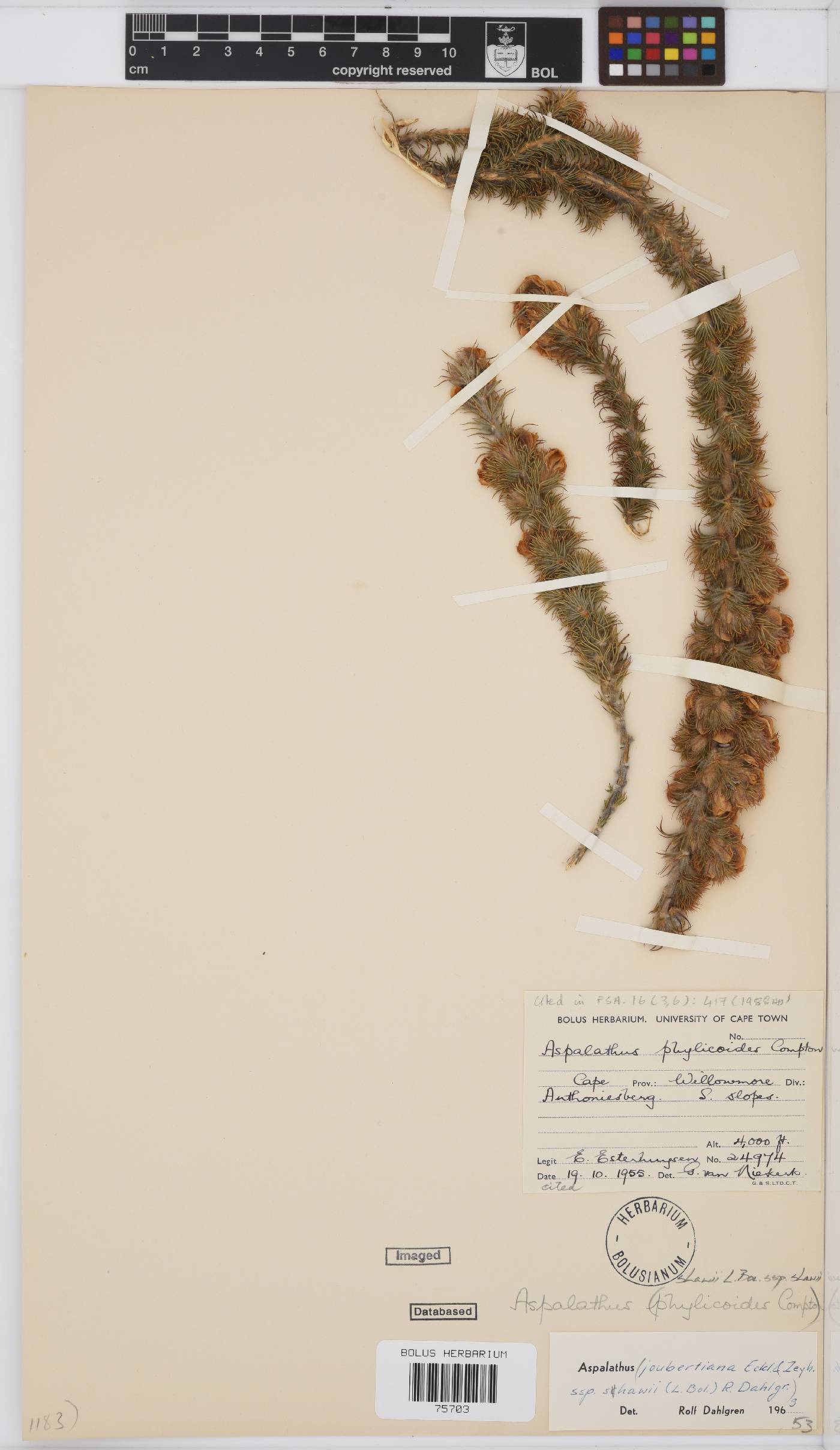 Aspalathus shawii subsp. shawii image