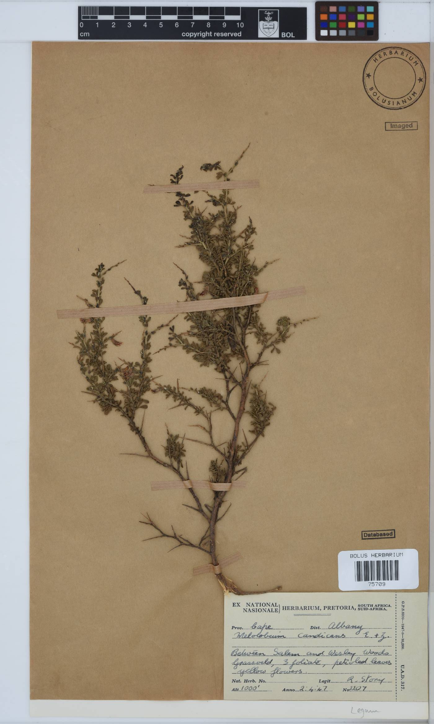 Melolobium candicans image