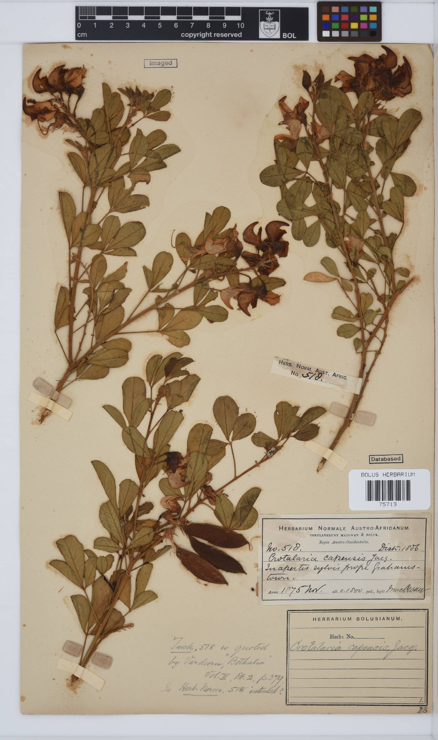 Crotalaria capensis image