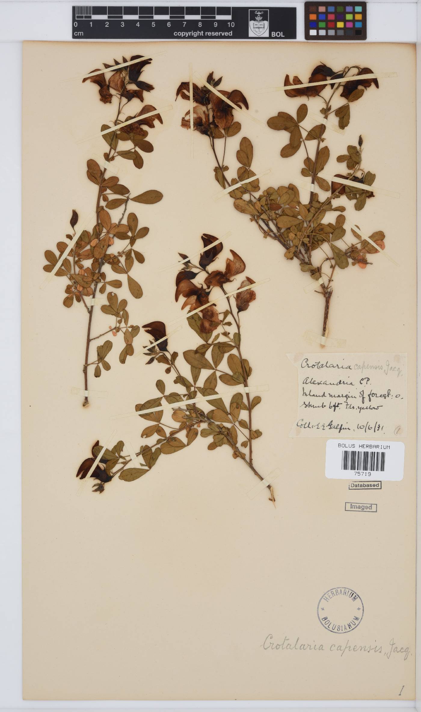 Crotalaria capensis image