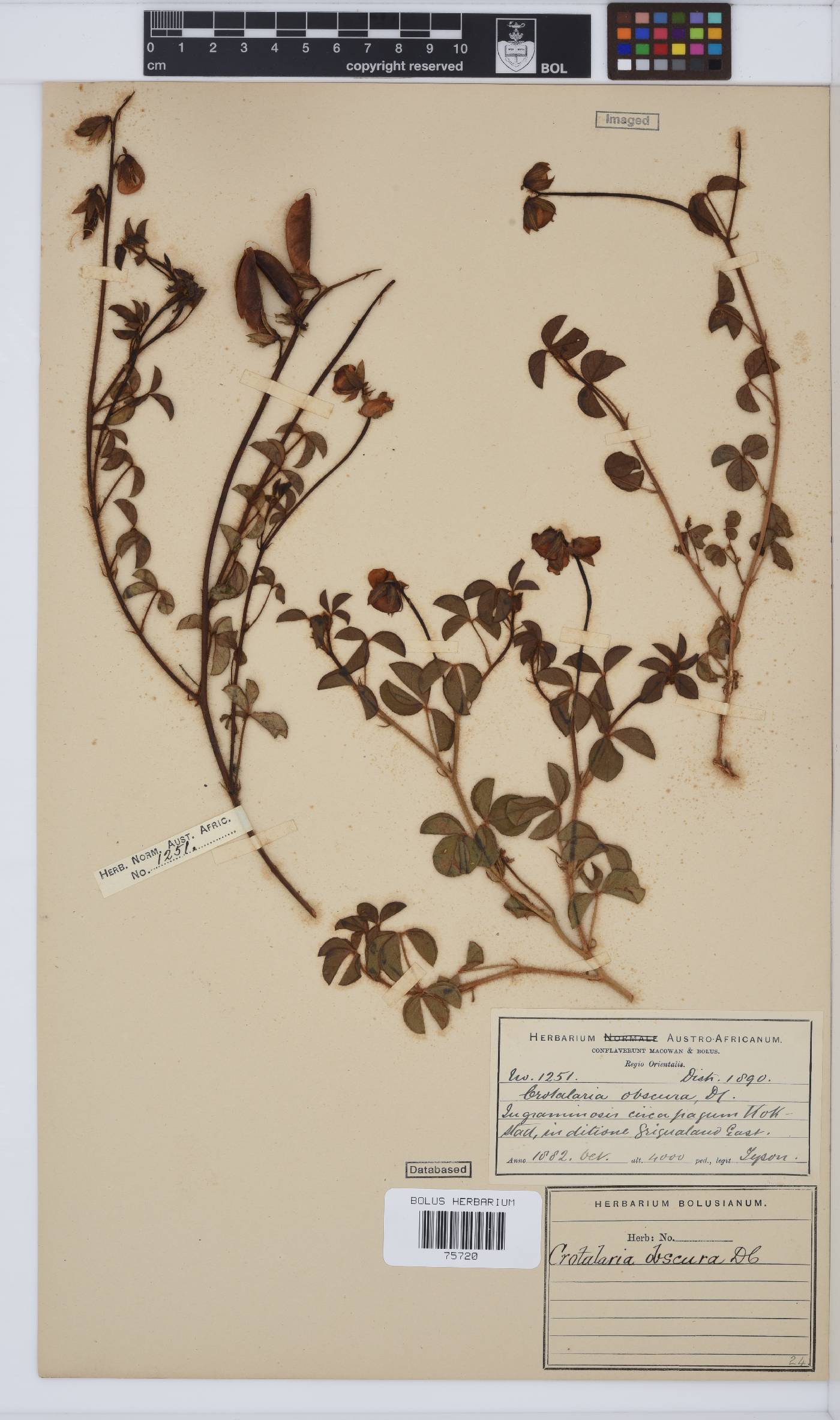 Crotalaria obscura image