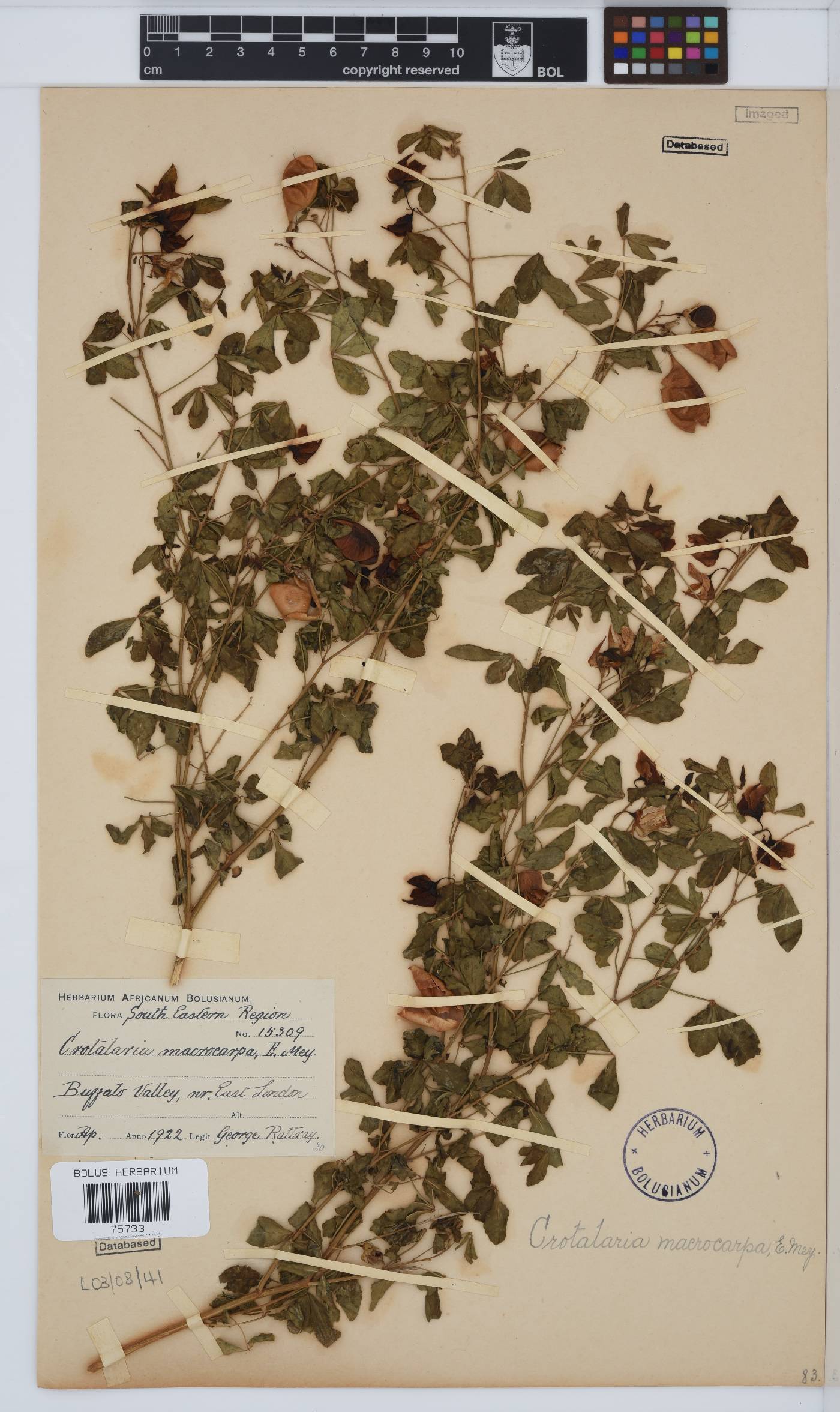 Crotalaria macrocarpa image