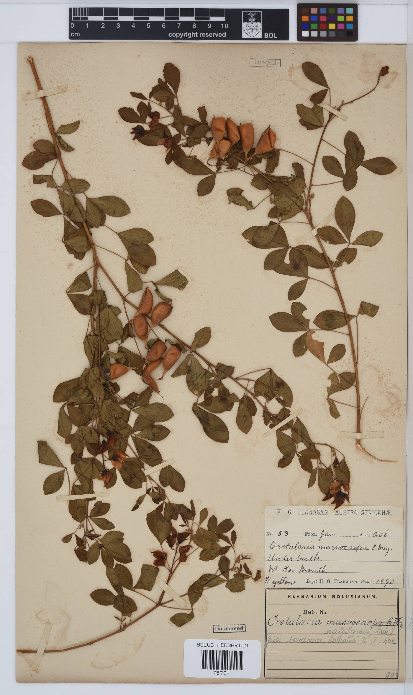 Crotalaria natalensis image