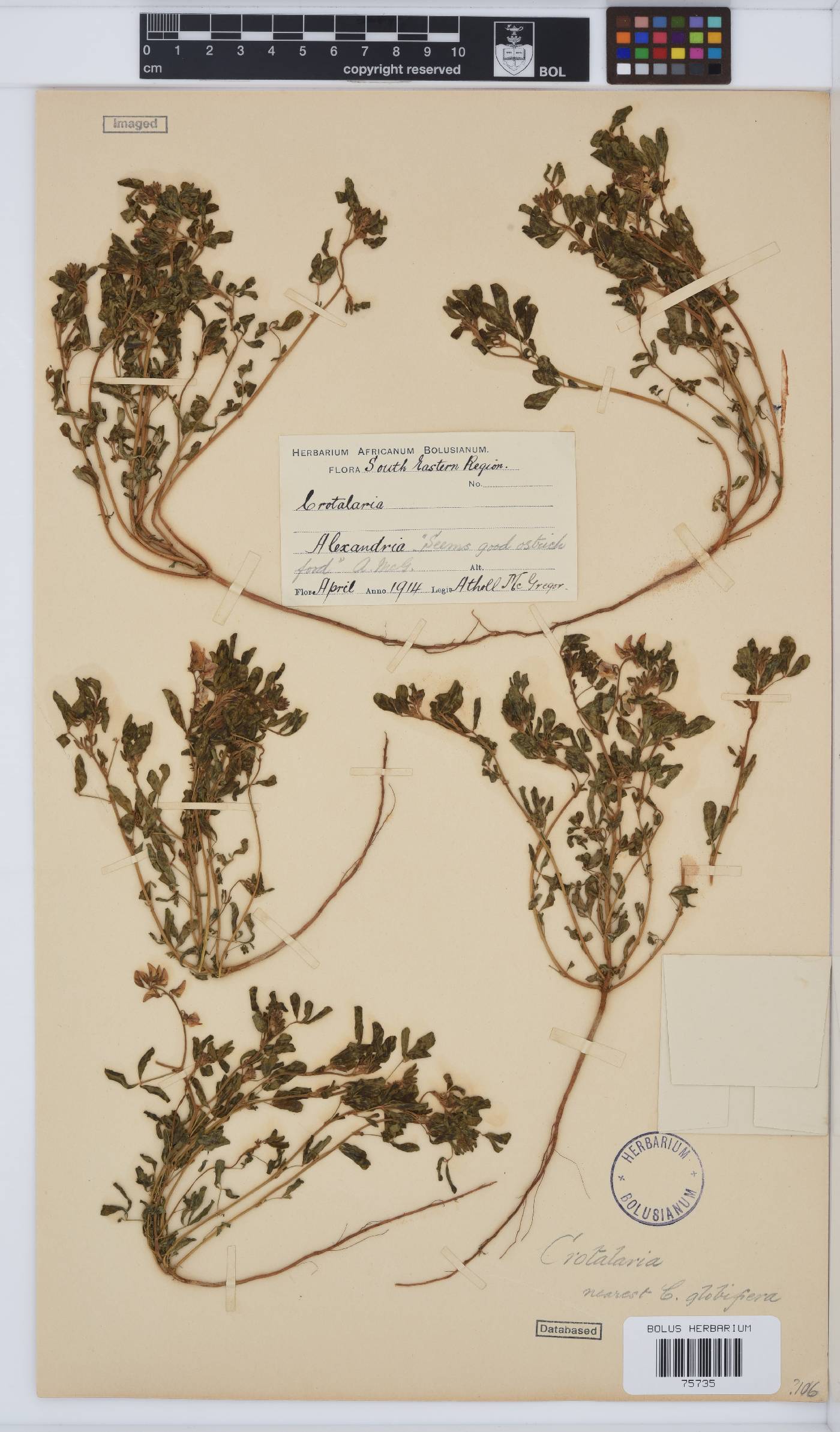Crotalaria image
