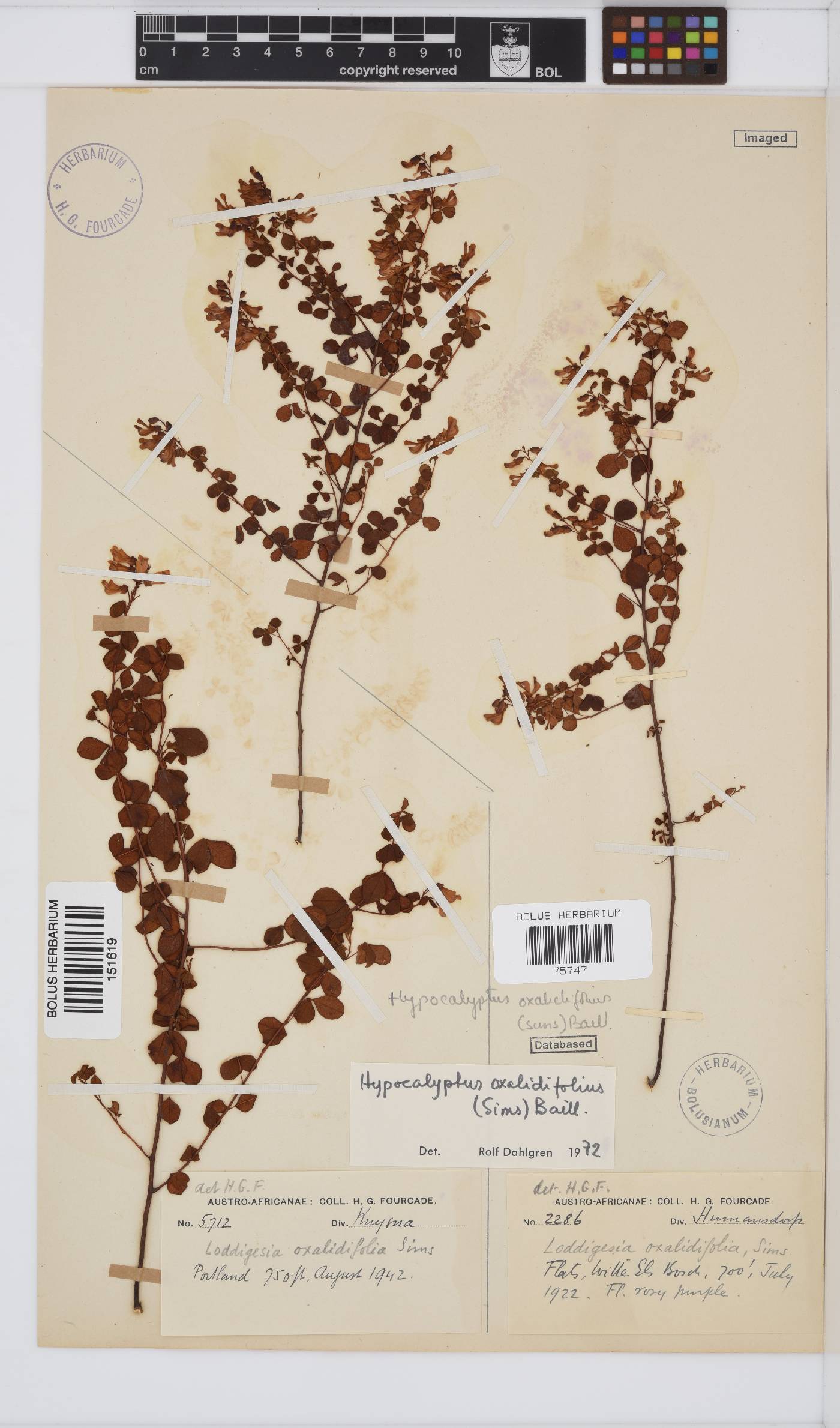 Hypocalyptus image