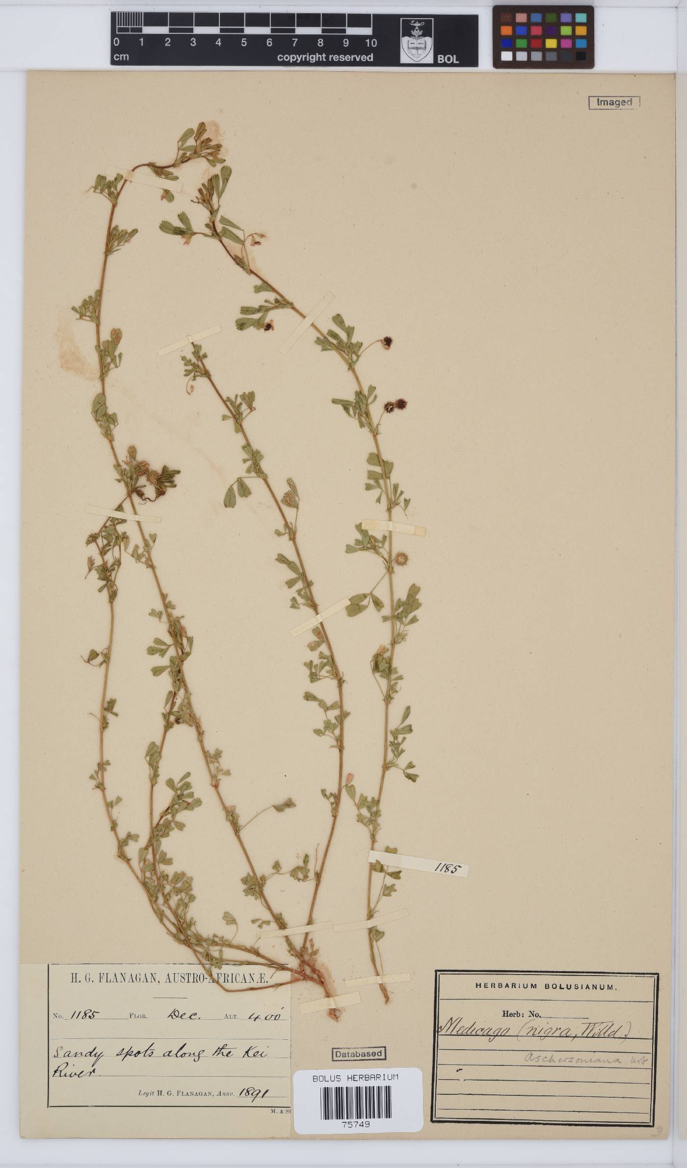 Medicago laciniata var. laciniata image