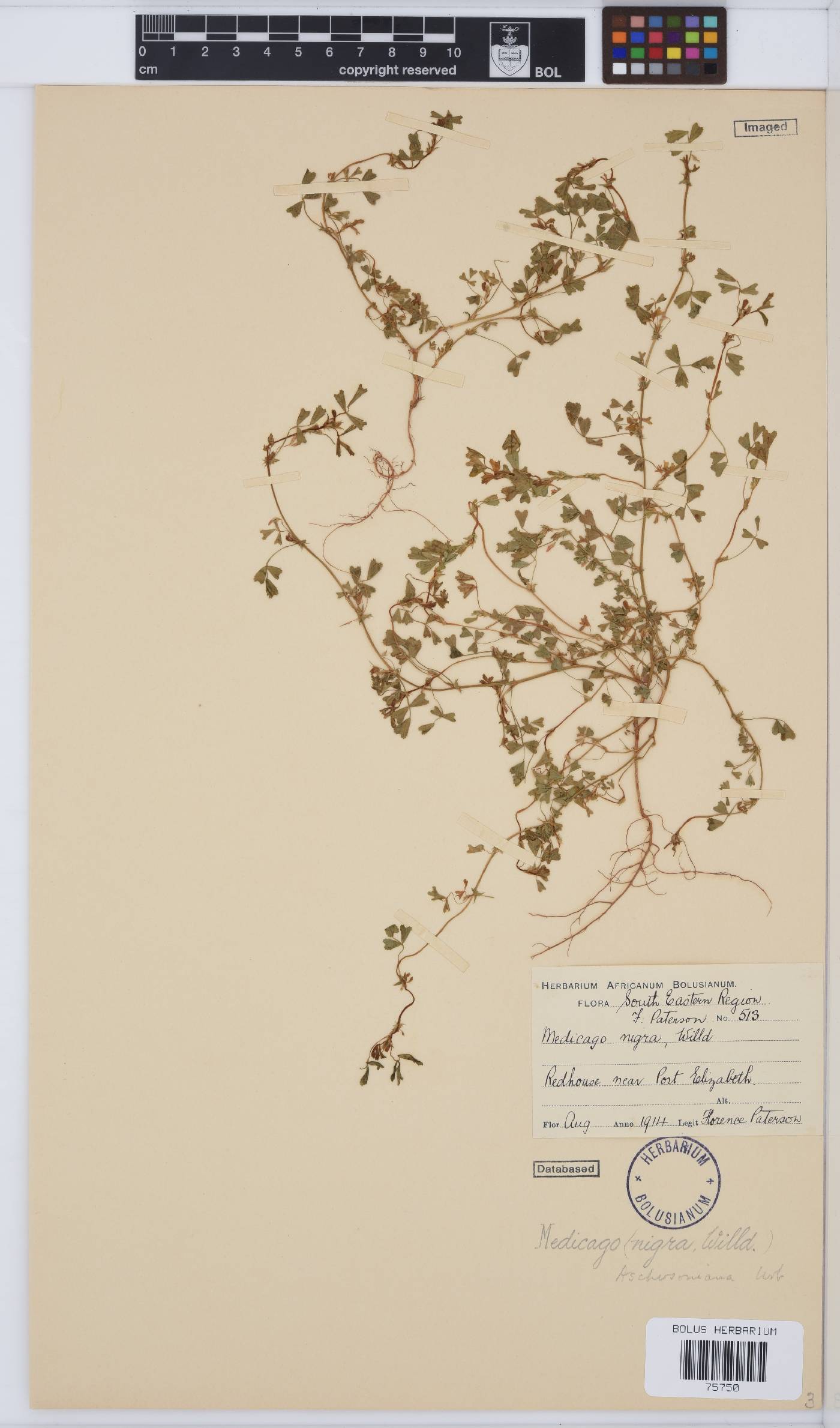 Medicago laciniata image