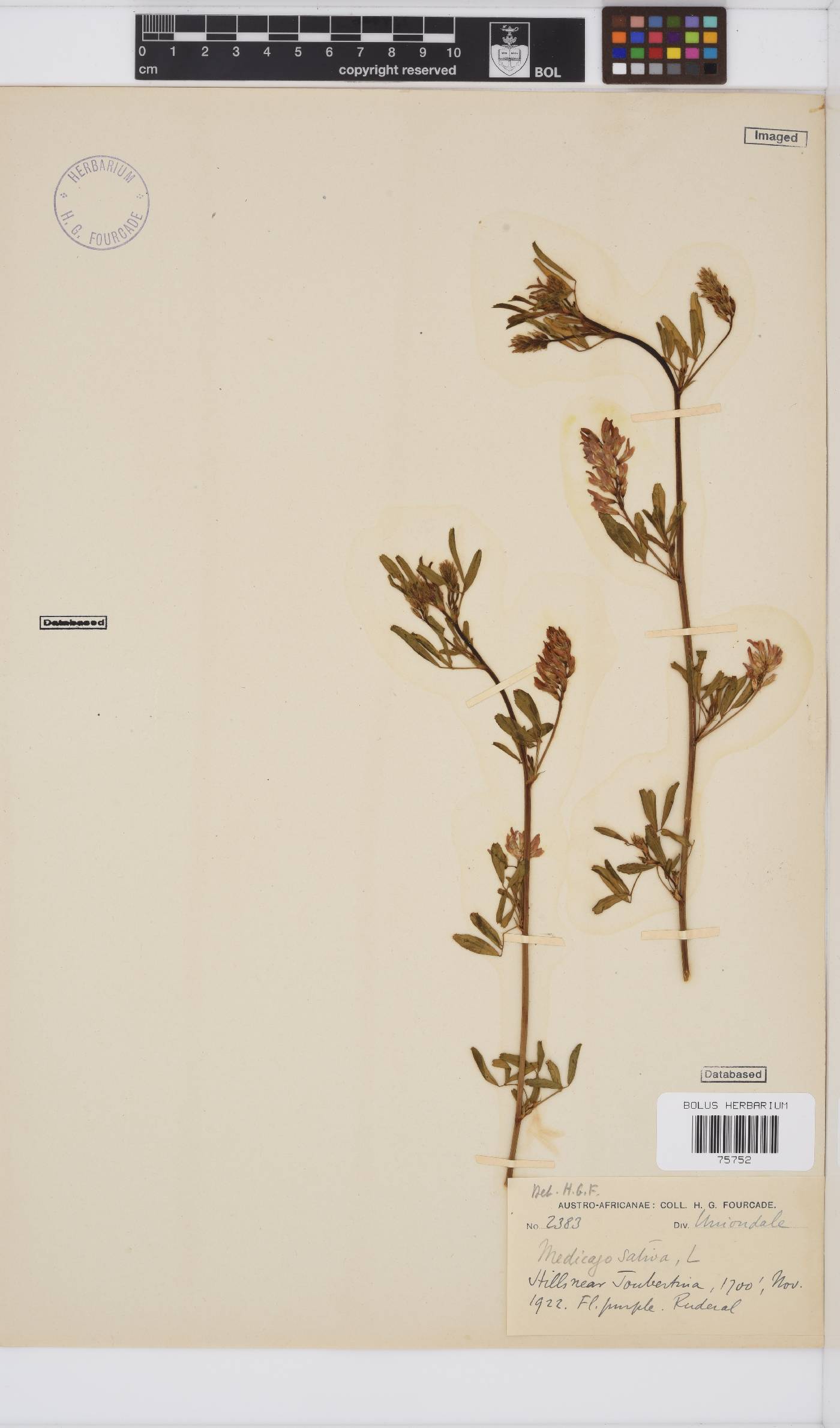 Medicago sativa image