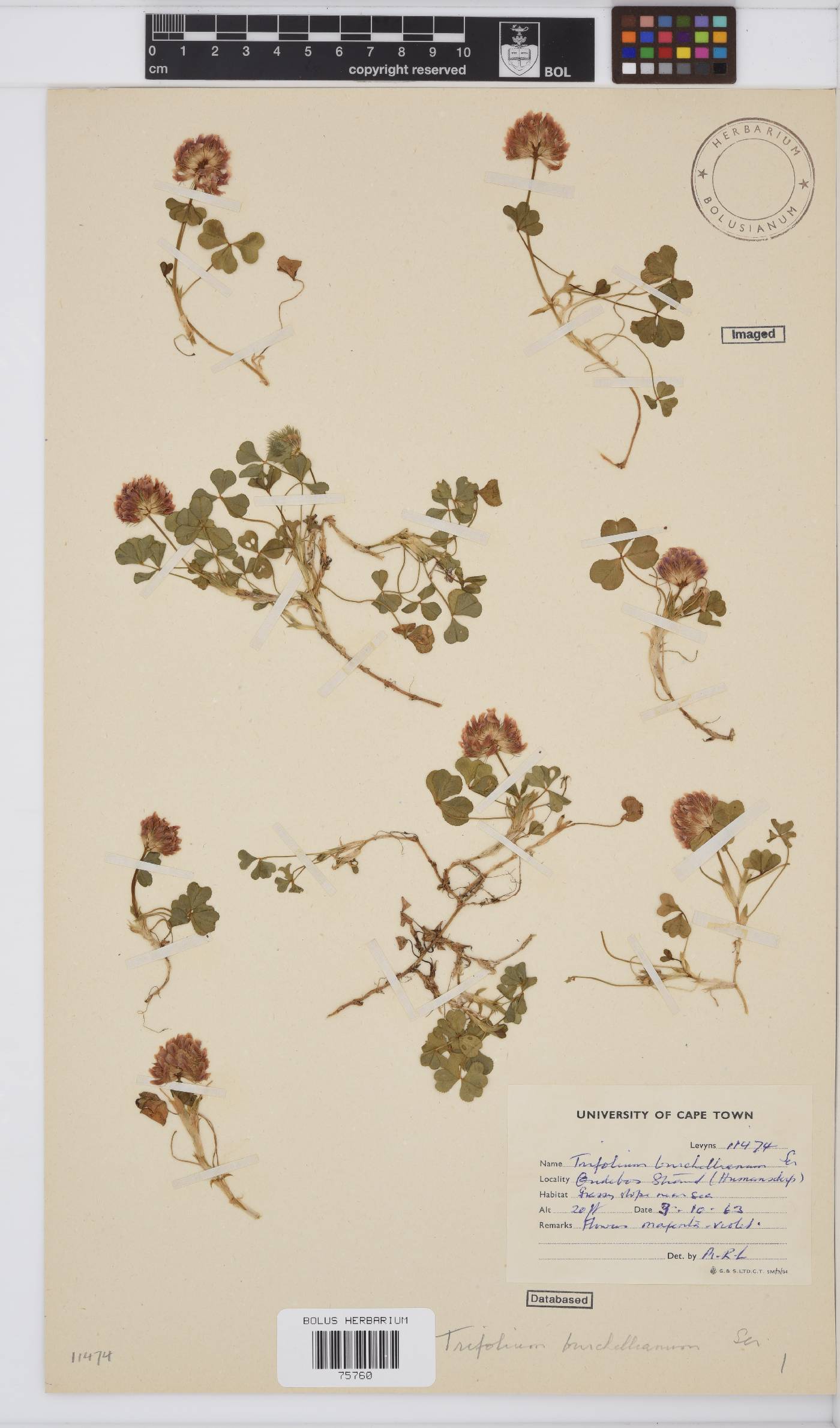 Trifolium burchellianum image