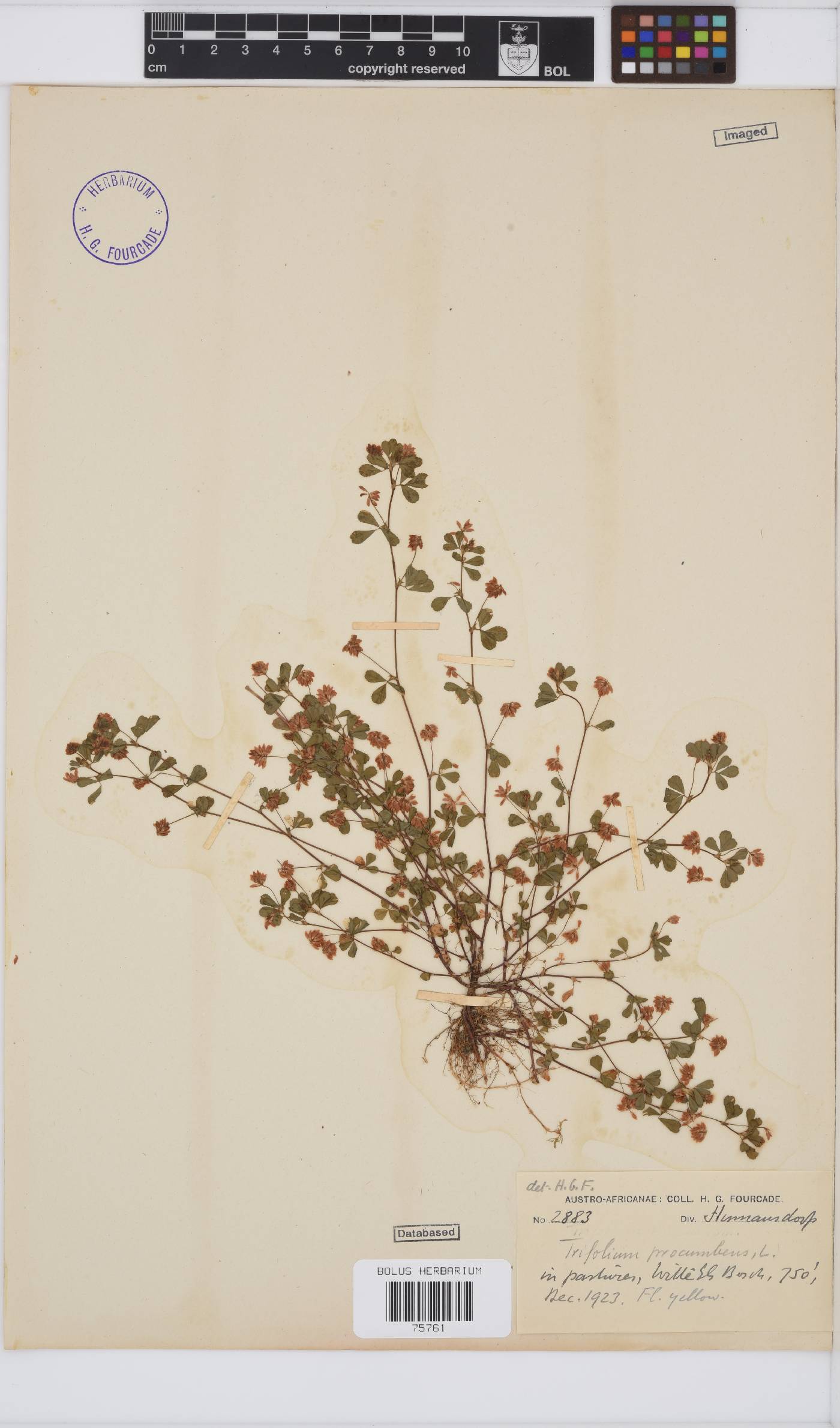 Trifolium dubium image