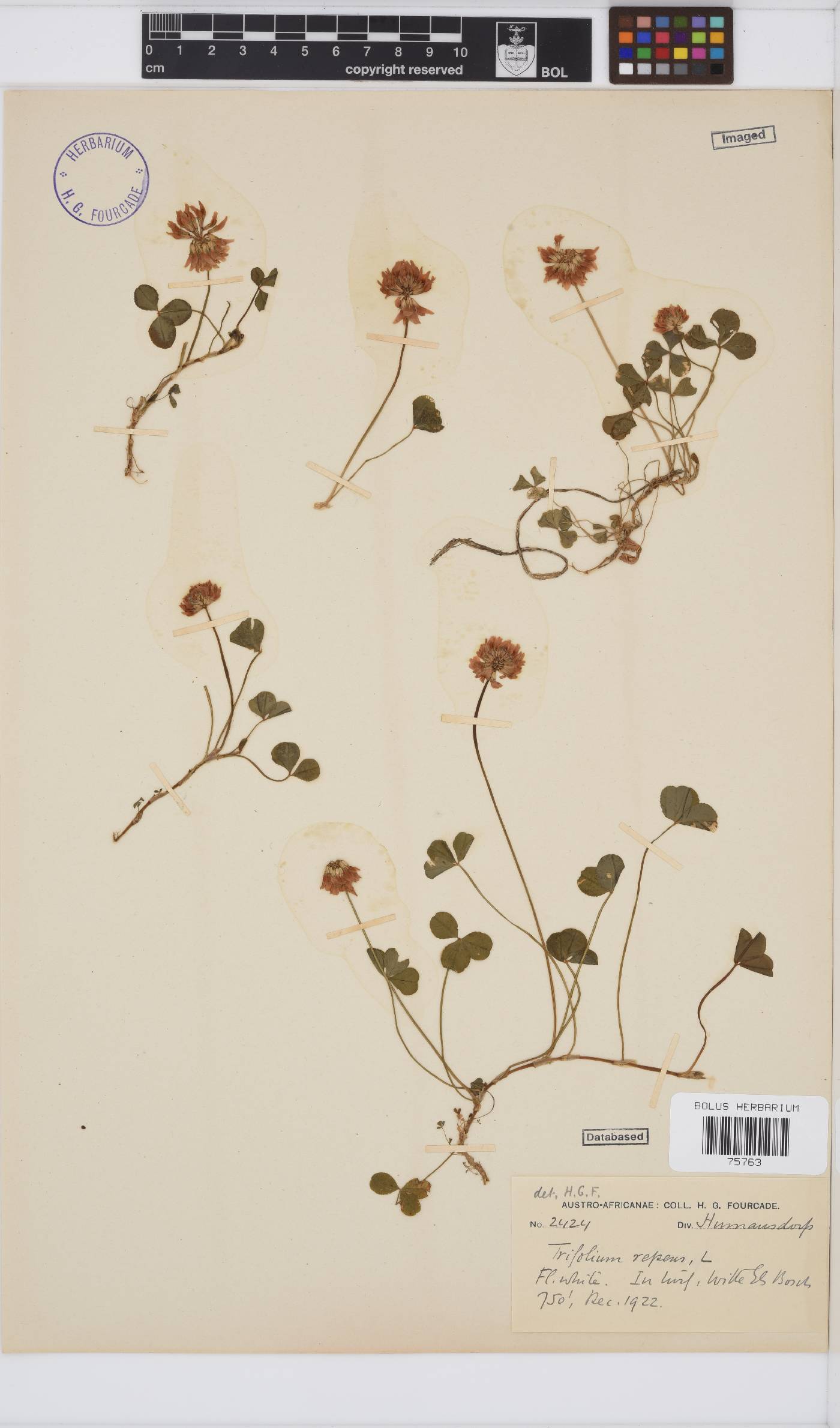 Trifolium repens image