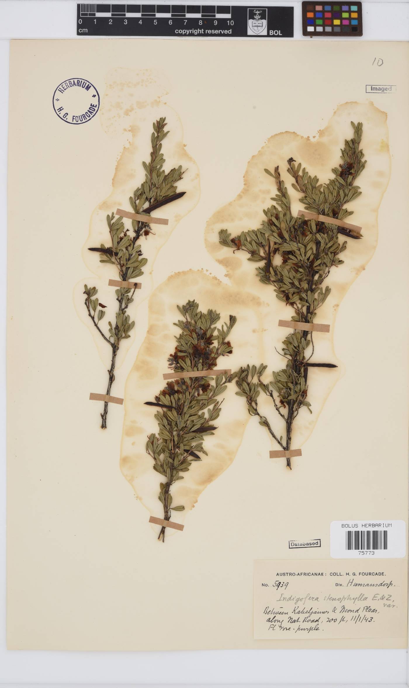 Indigofera denudata image