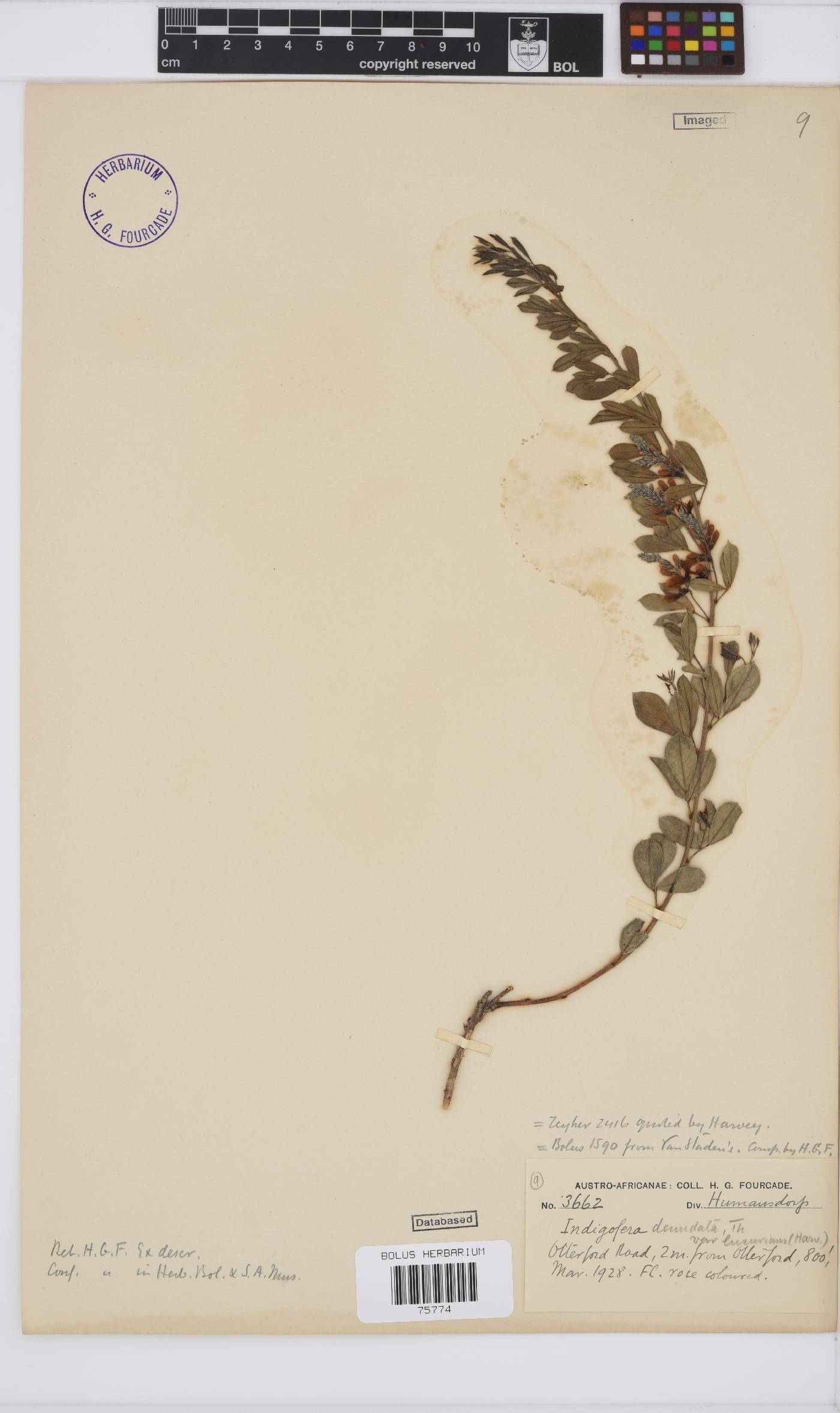 Indigofera denudata image