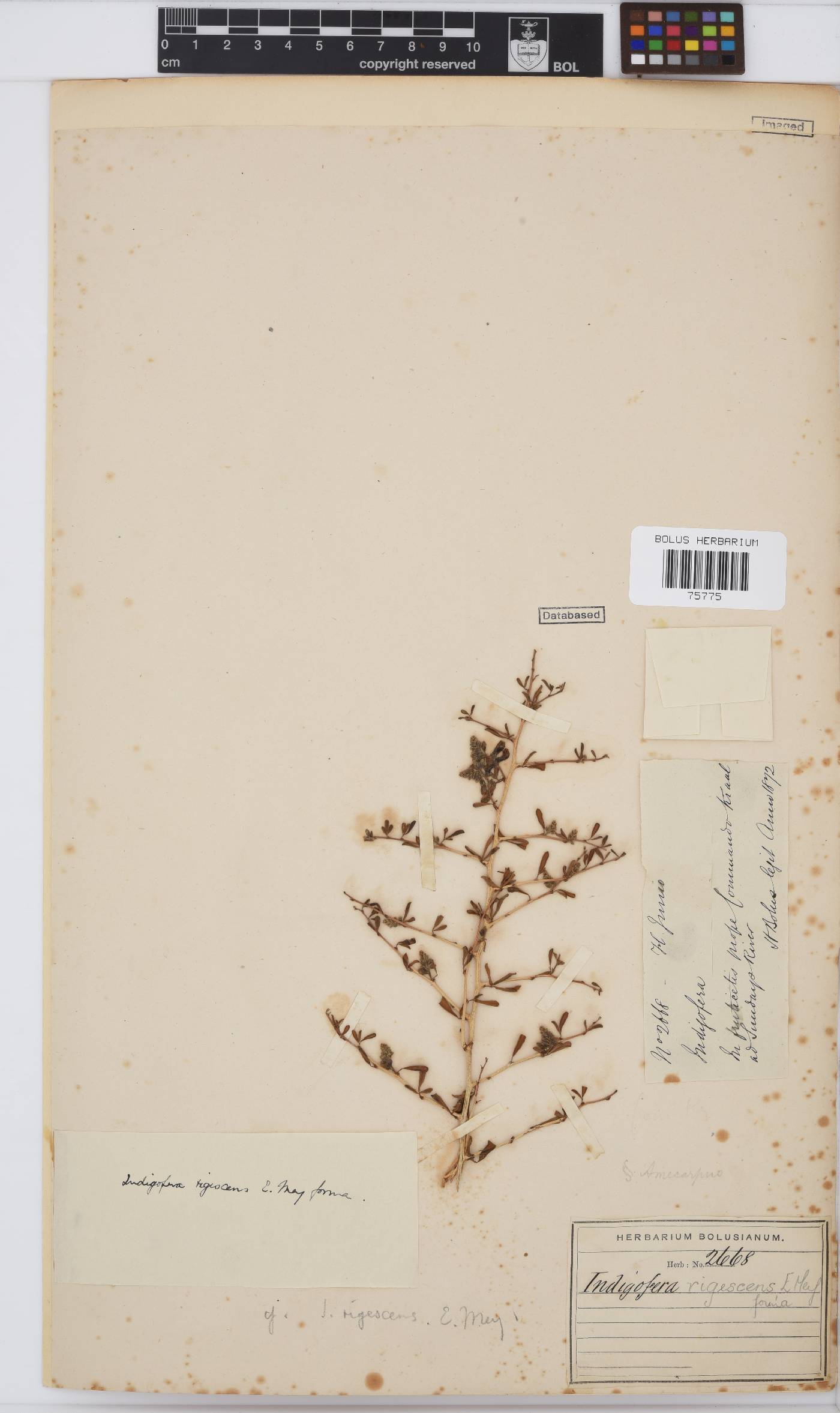 Indigofera denudata image