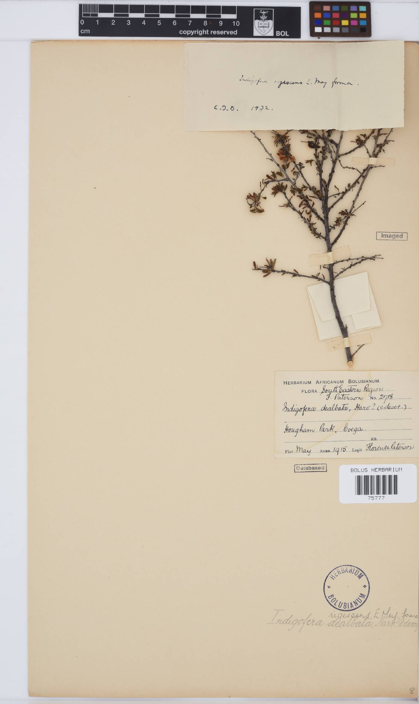 Indigofera denudata image