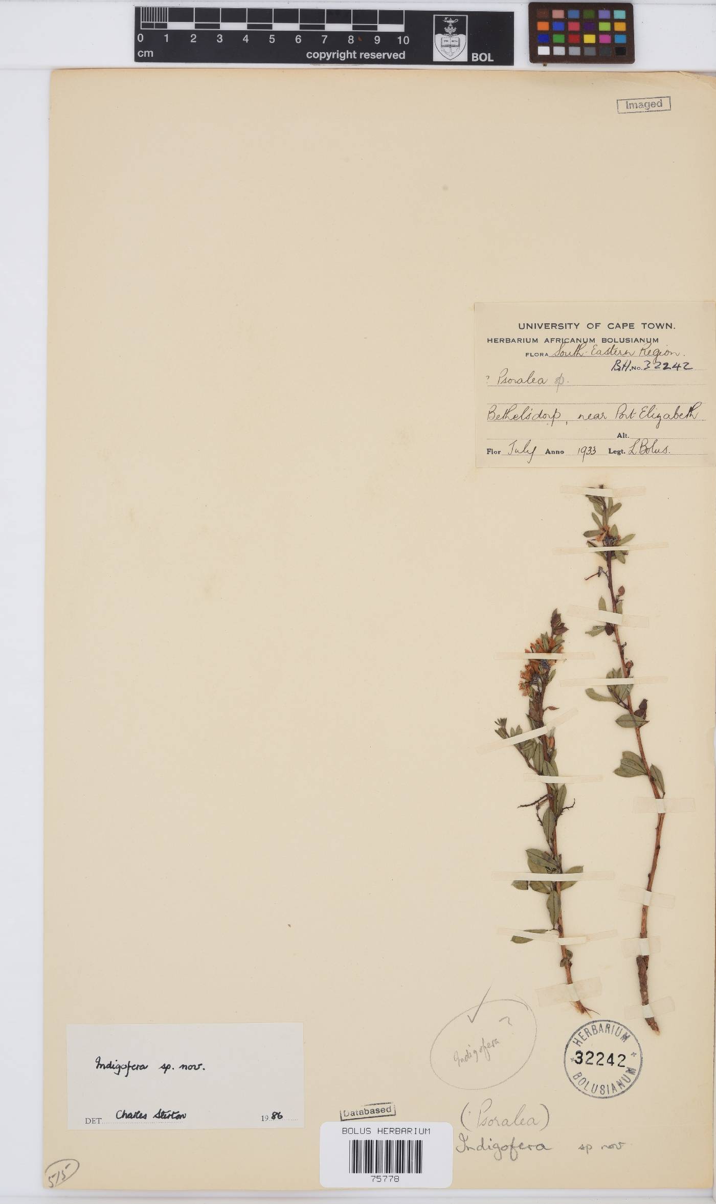 Indigofera denudata image