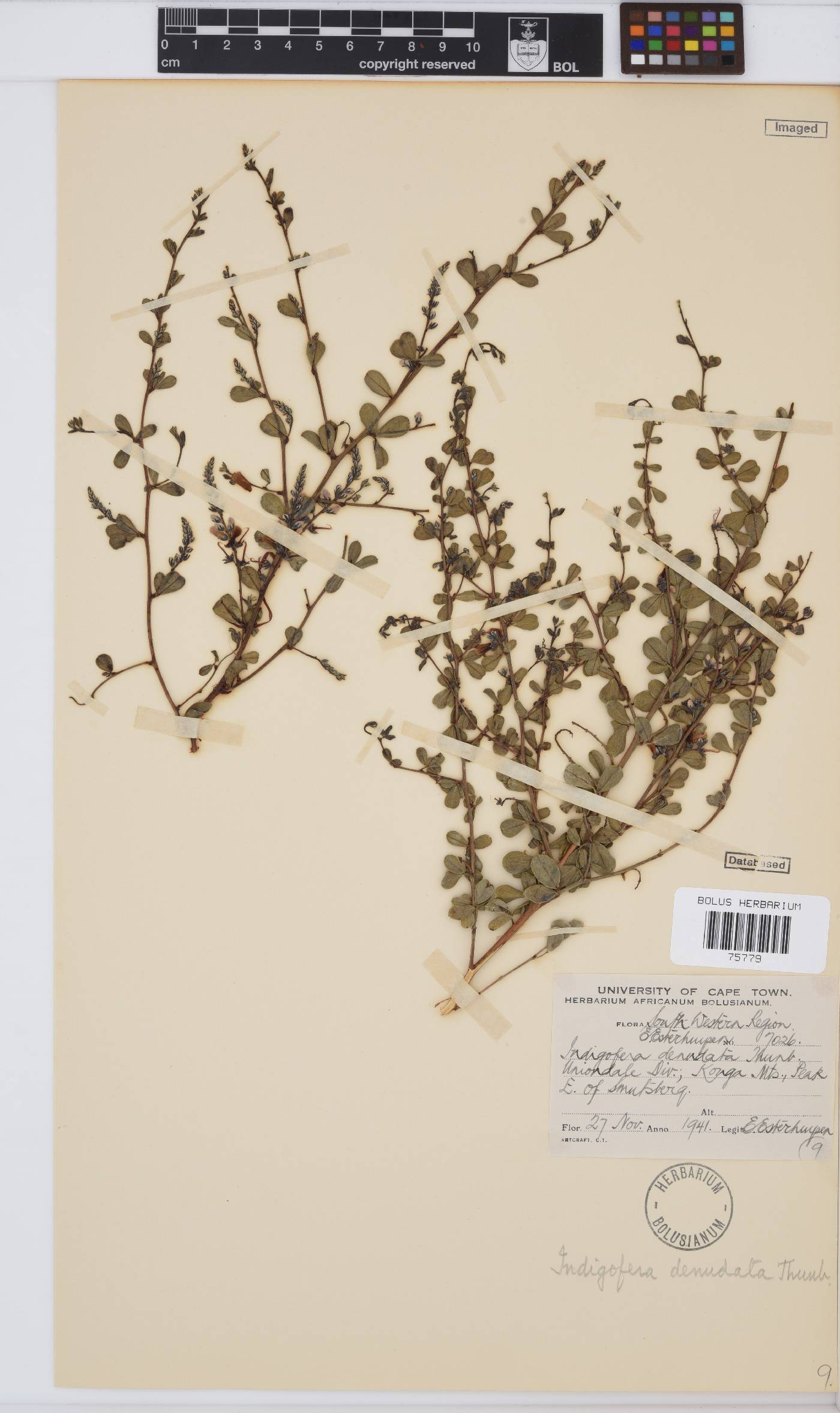 Indigofera denudata image