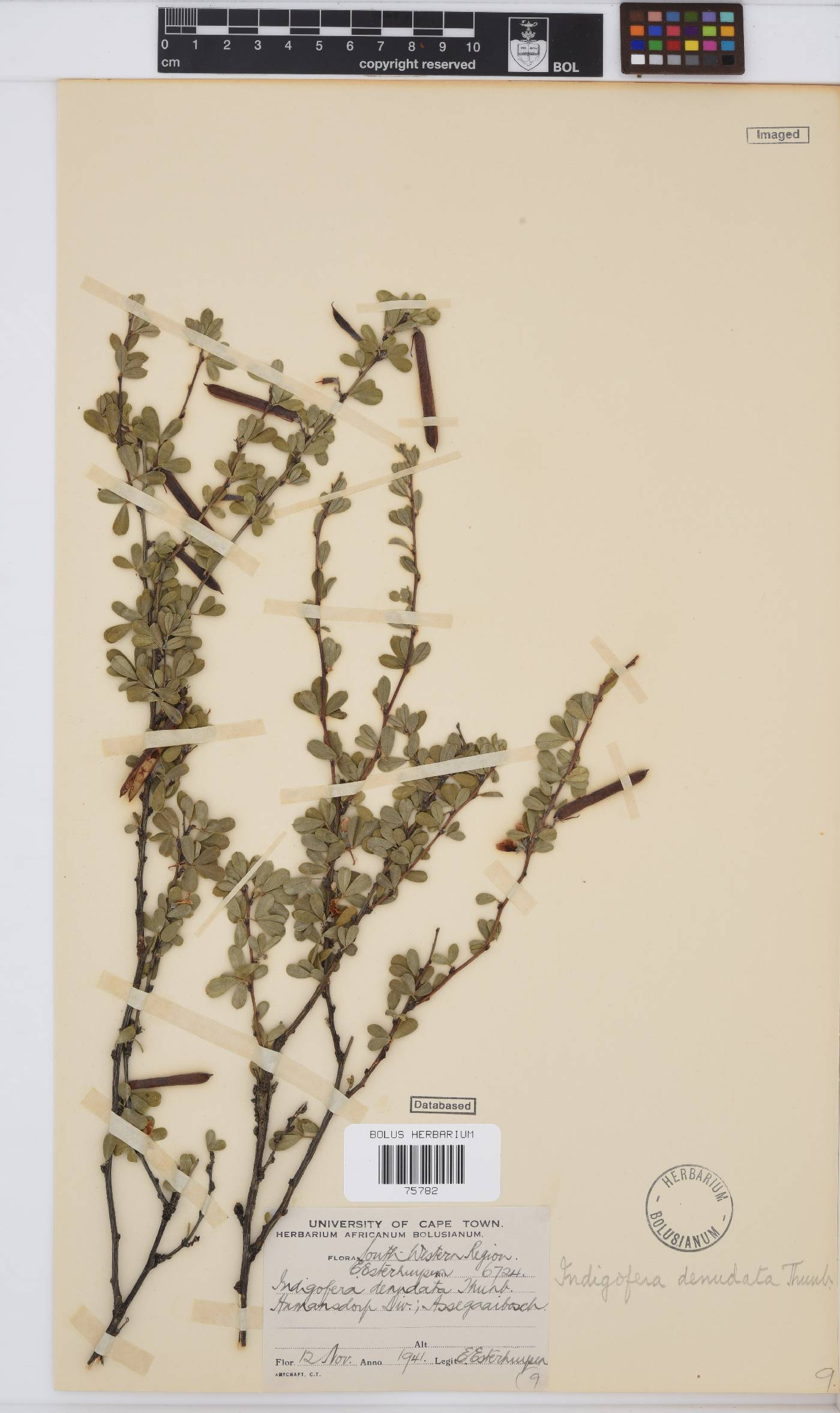 Indigofera denudata image