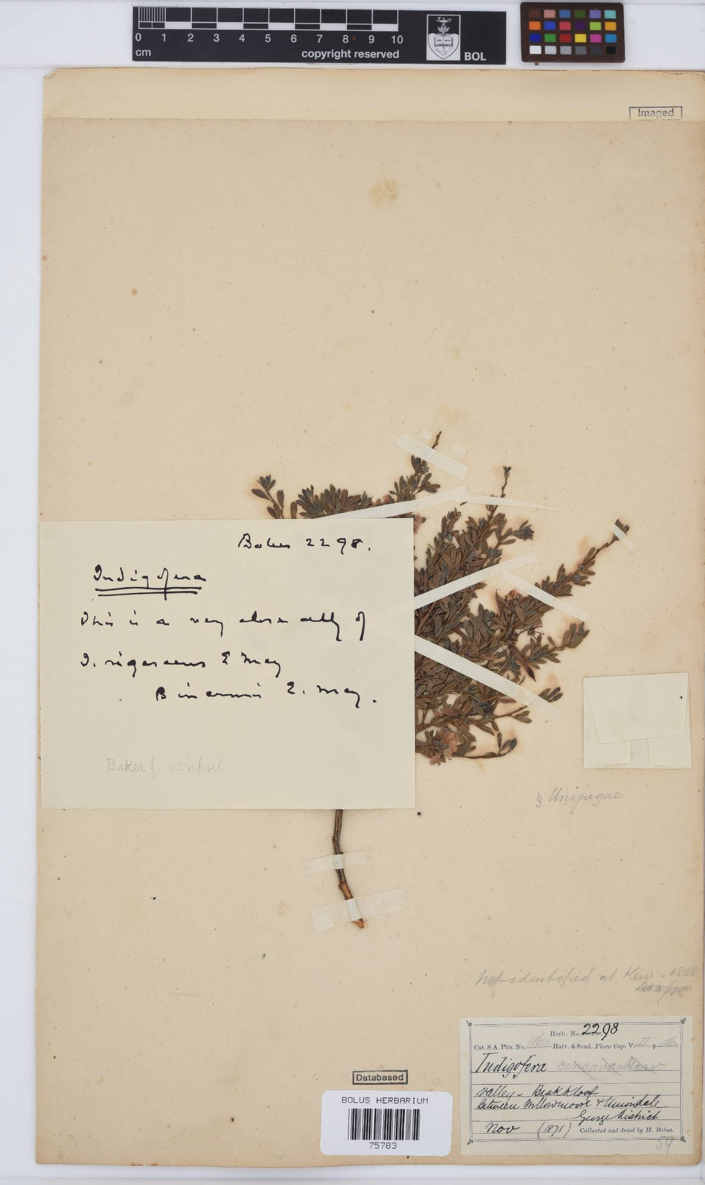 Indigofera denudata image